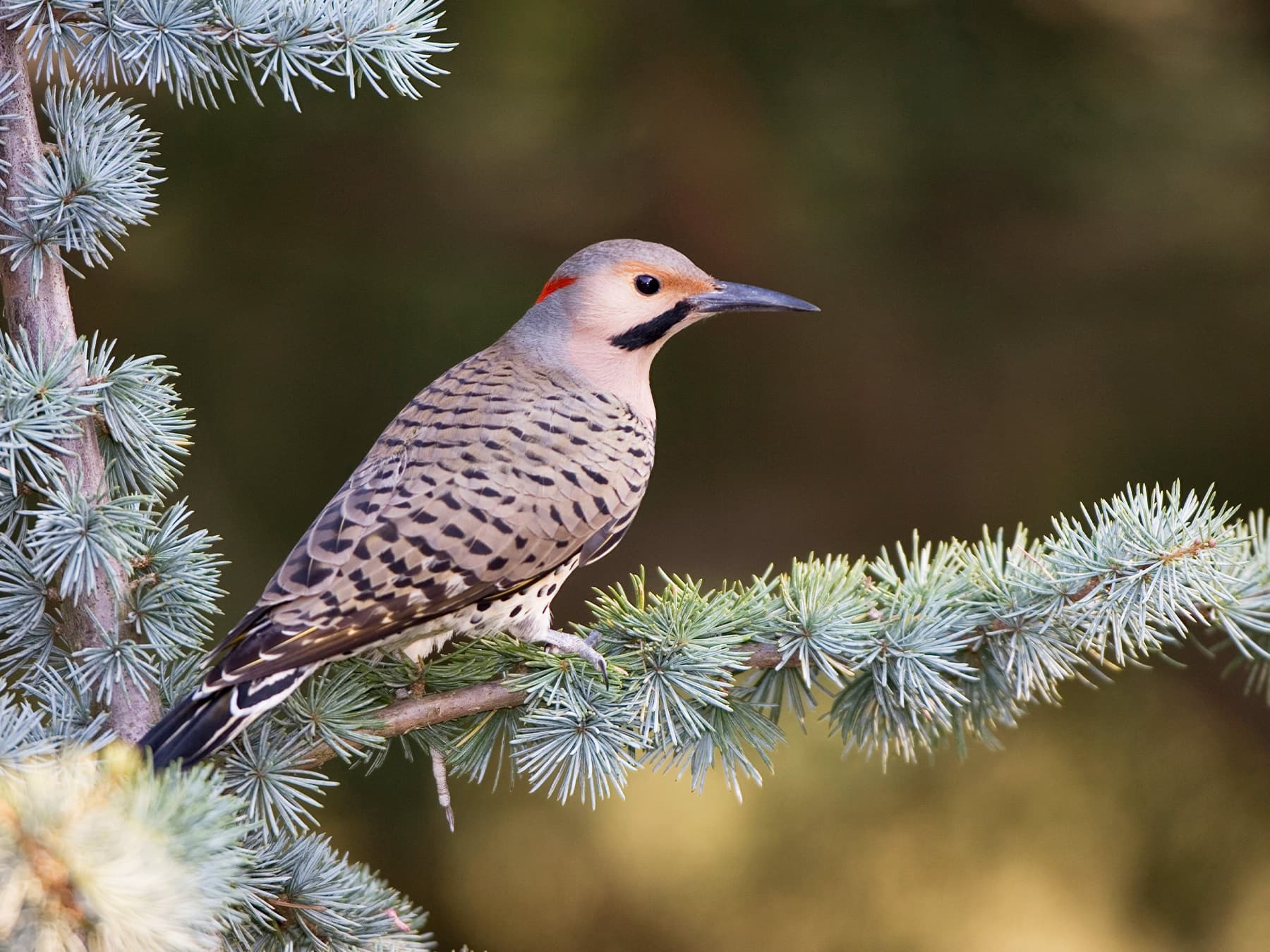 Northern Flicker perching on the branch of a blue atlas cedar tree