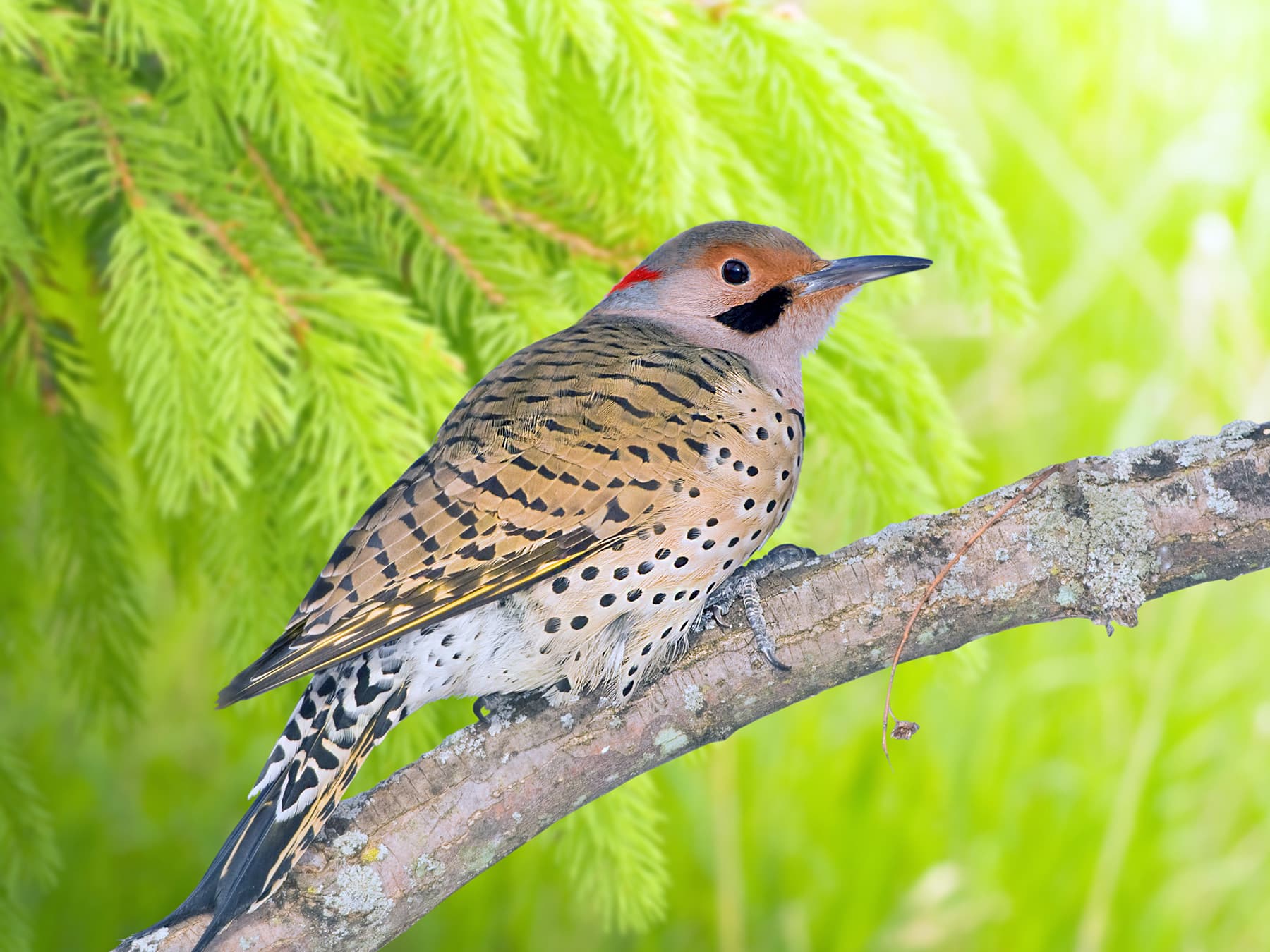 Northern Flicker perching in the trees