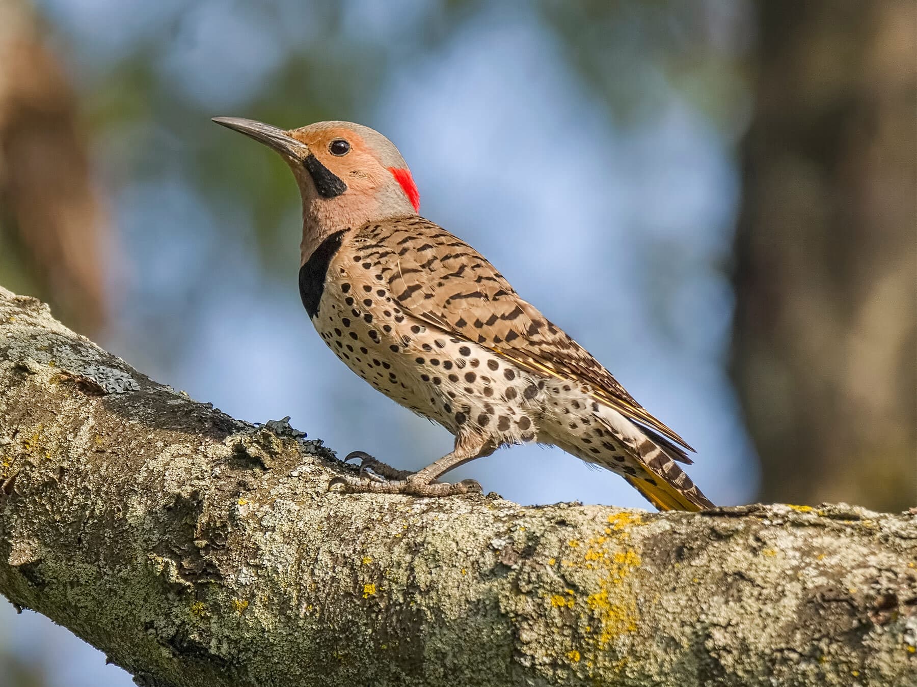 Northern Flicker