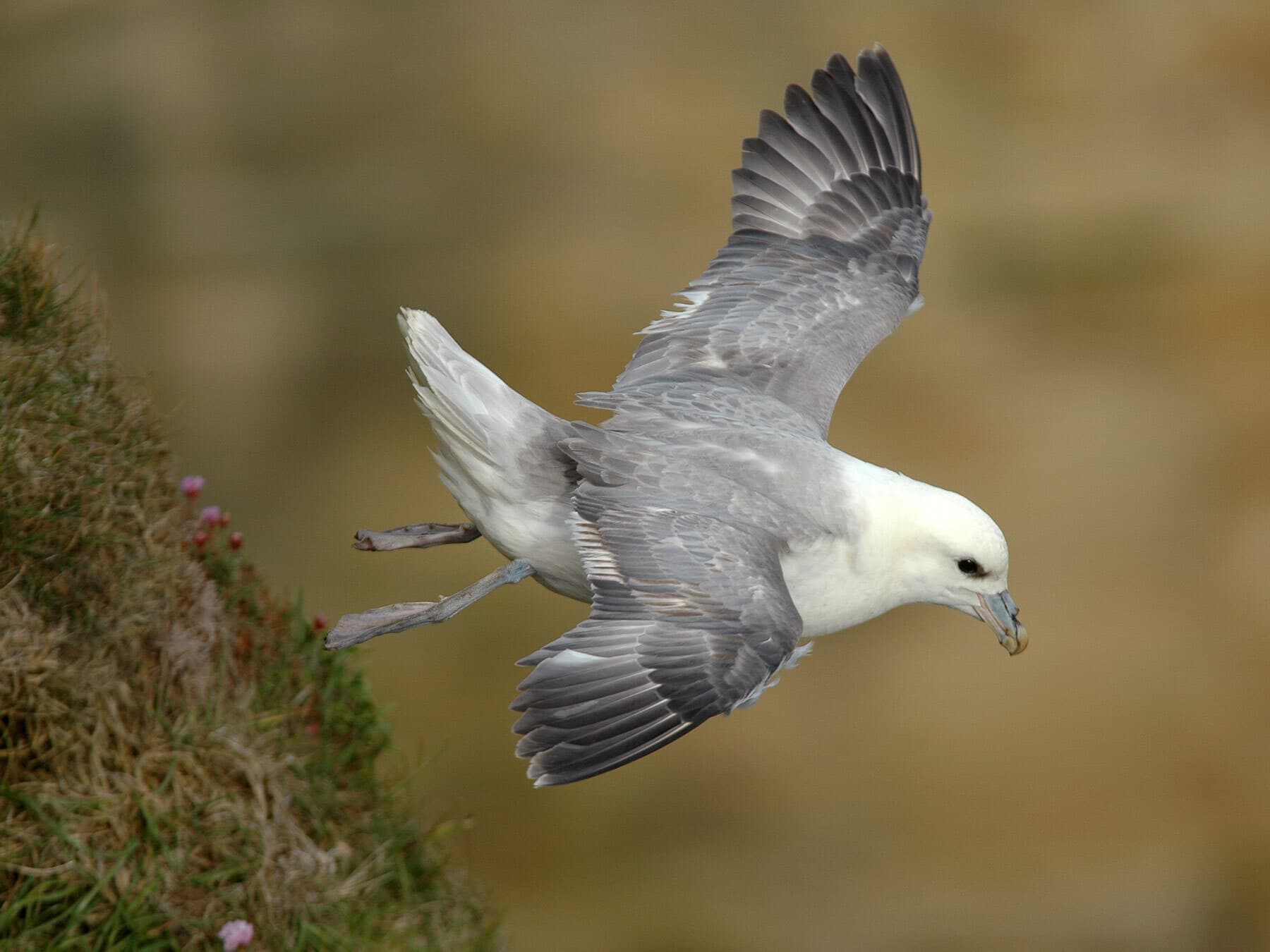 Northern Fulmar taking off for flight