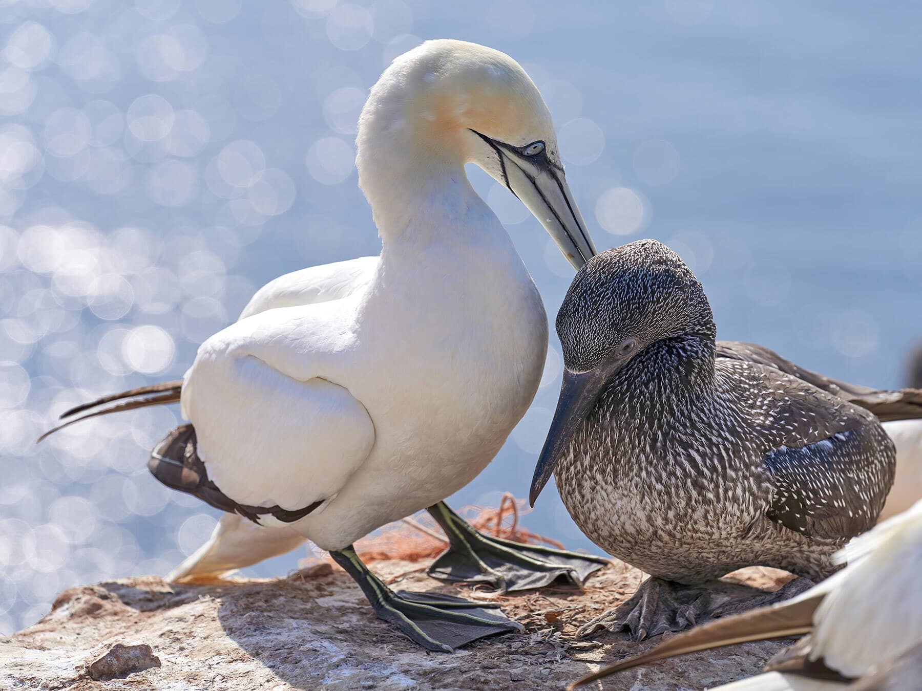 A young Northern Gannet chick cuddled with its mother