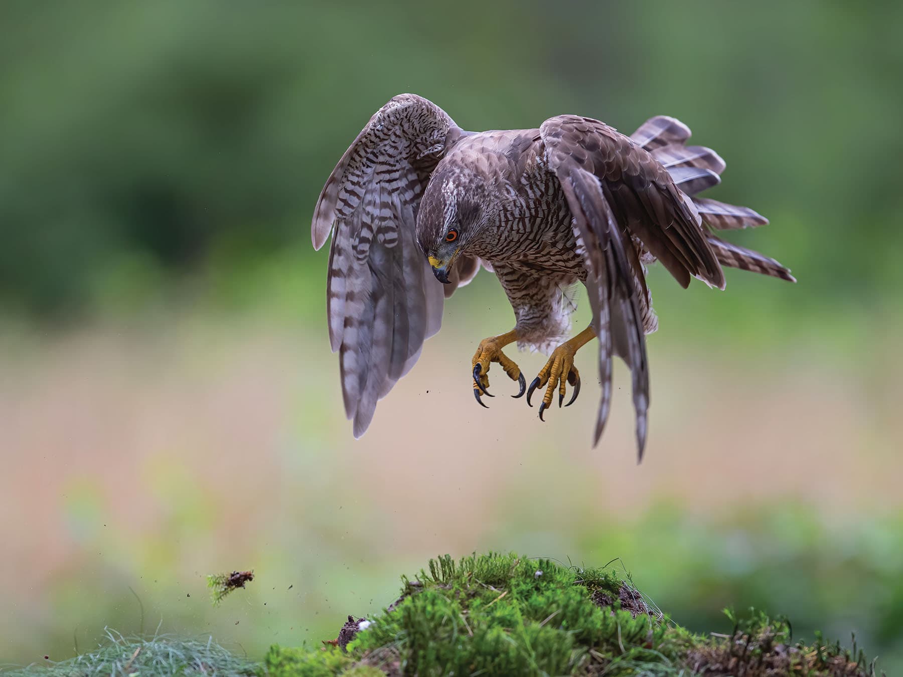 Northern goshawk hunting for prey in the woodlands