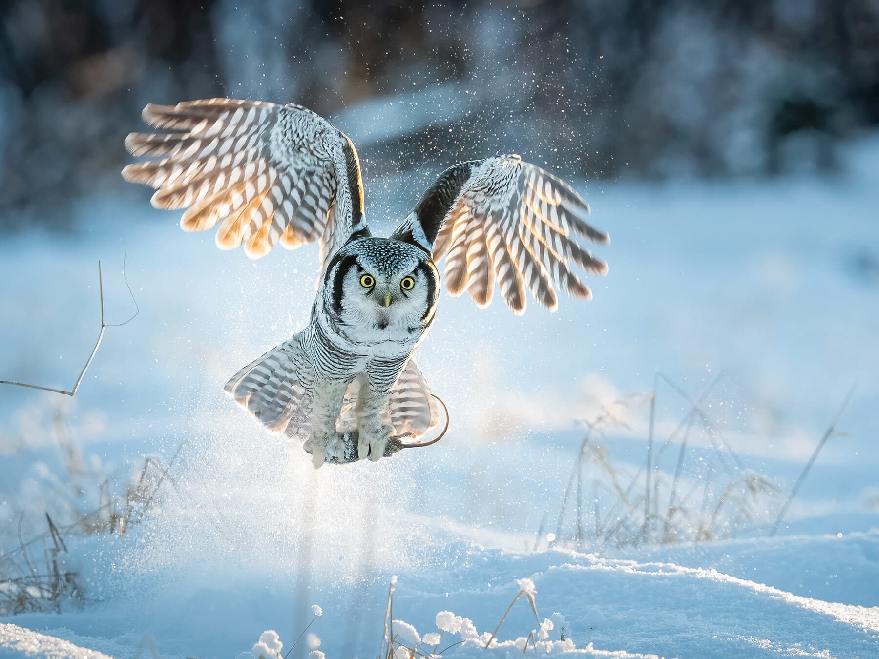 Northern hawk owl during the day