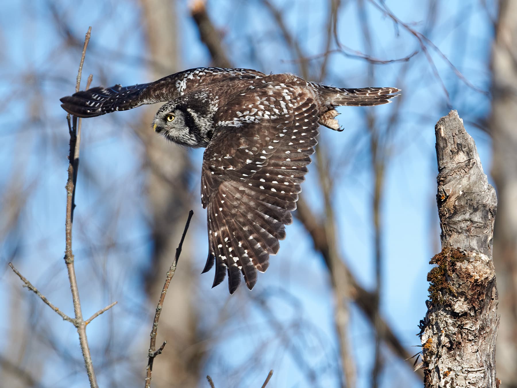 Northern Hawk Owl in-flight hunting for prey