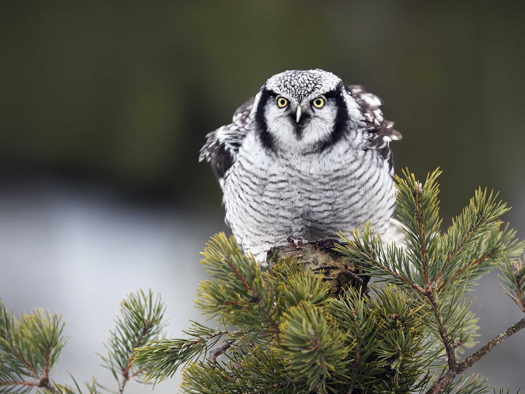 Northern Hawk Owl perched in tree top acting defensively