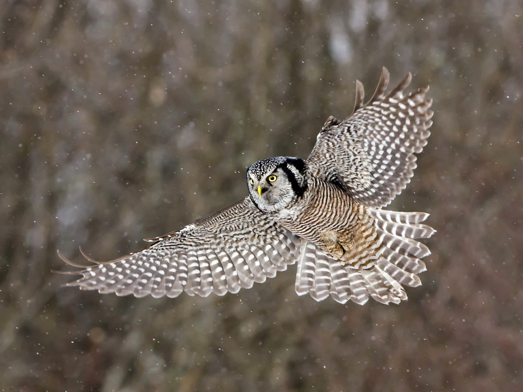 Northern Hawk Owl in-flight
