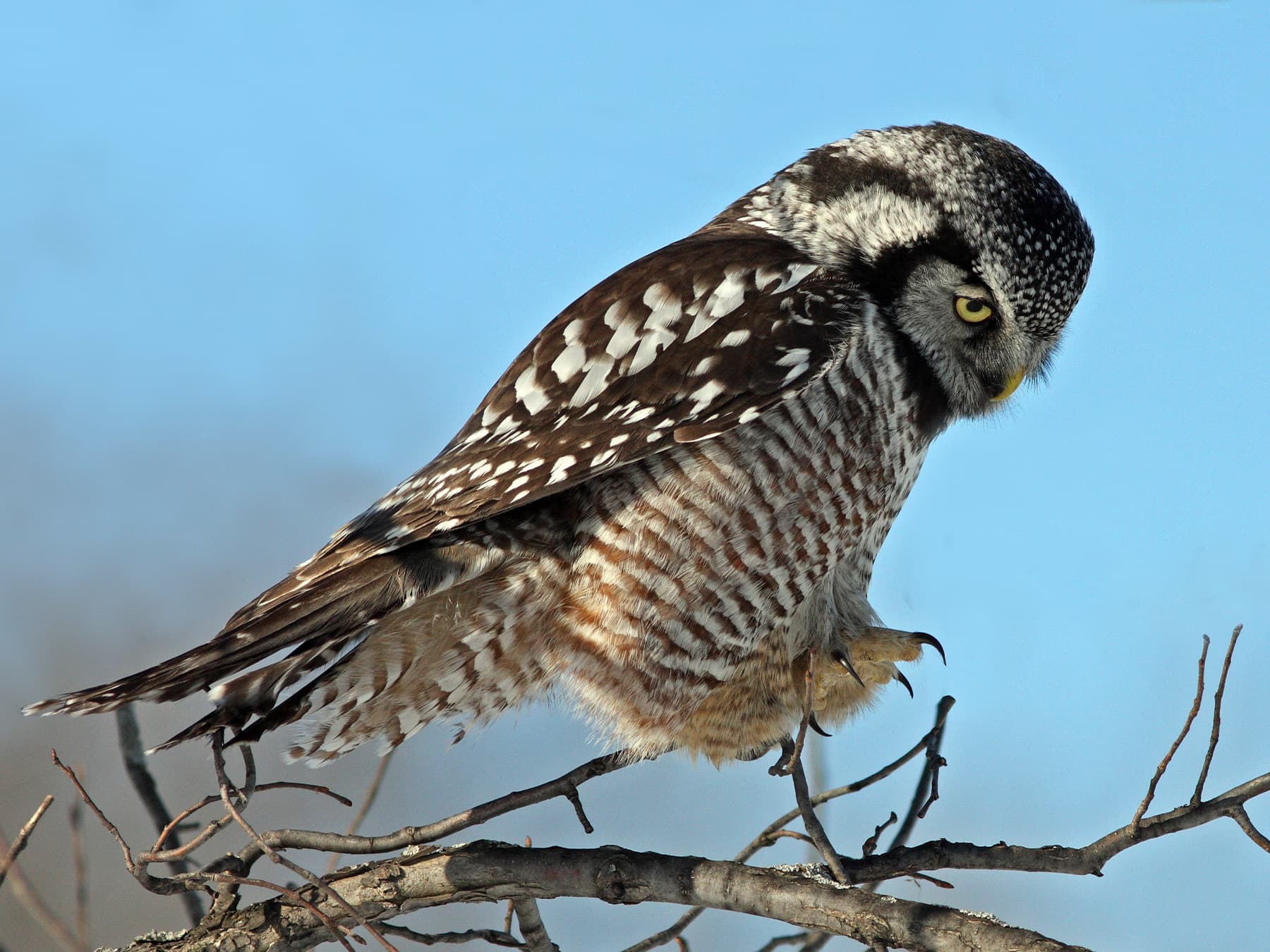 Northern Hawk Owl landing on the branch of a bare tree