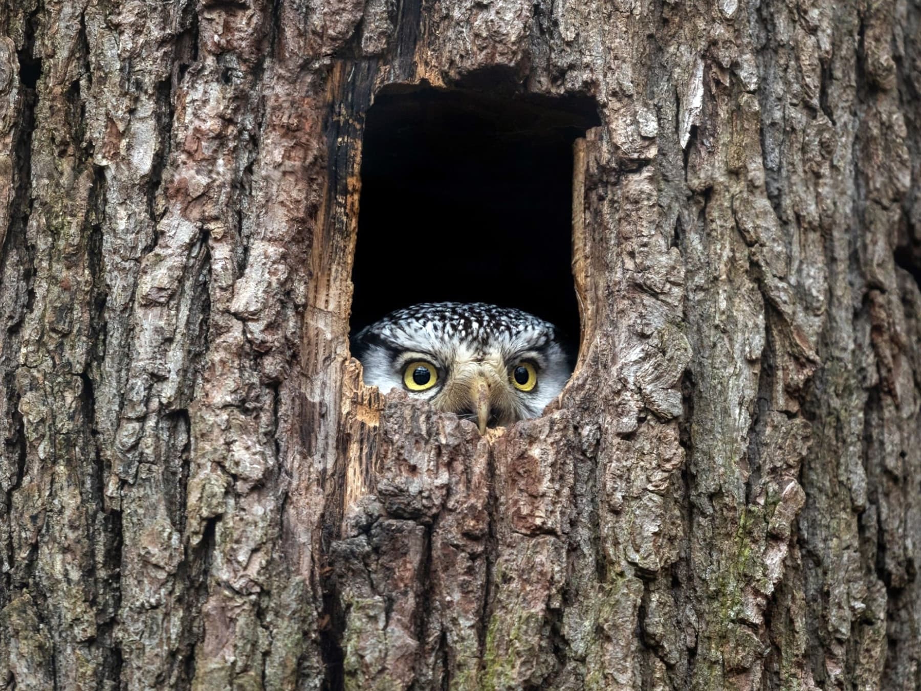 Northern Hawk Owl looking out of the nest hole