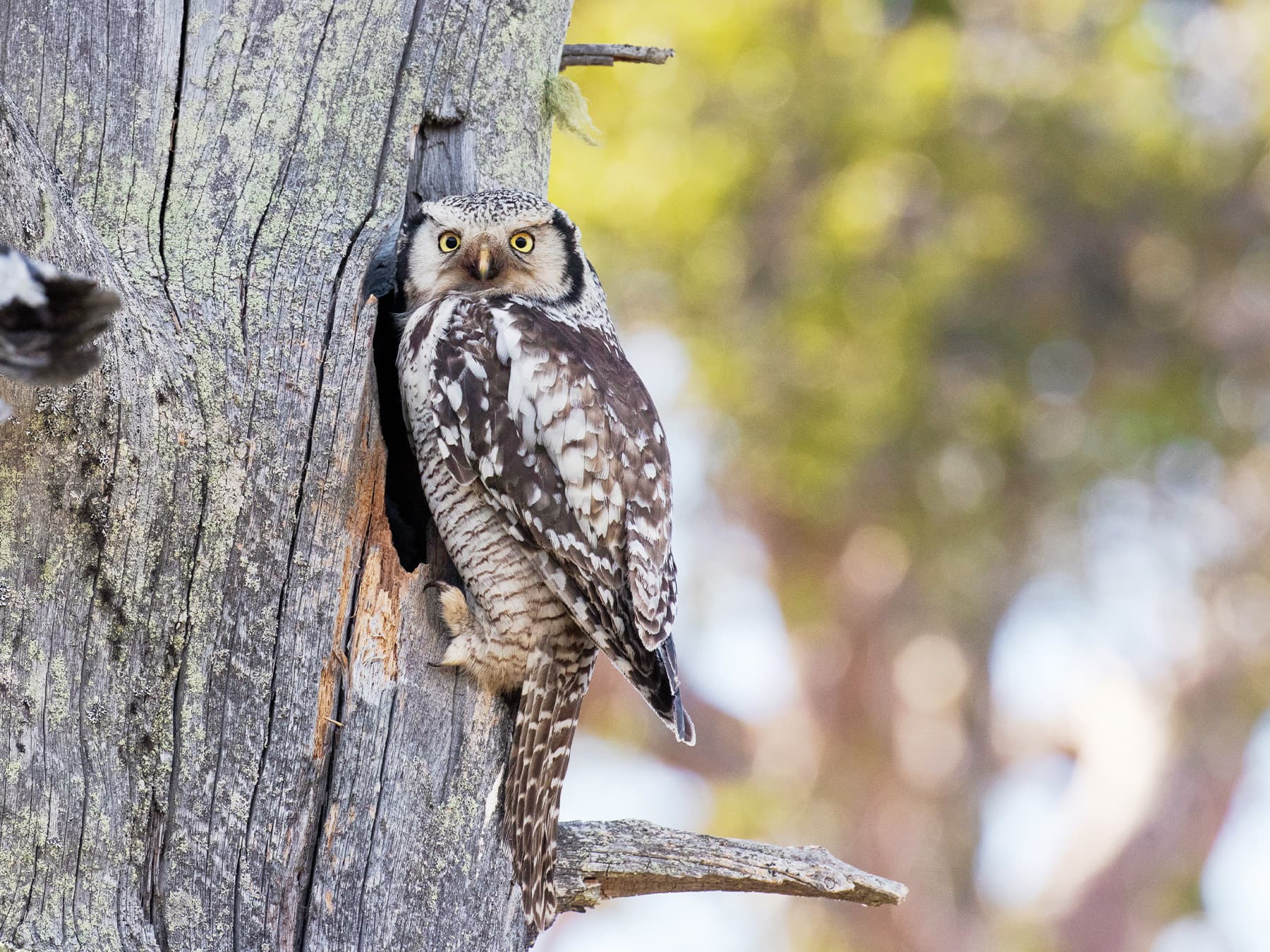 Northern Hawk Owl perching outside the nest hole