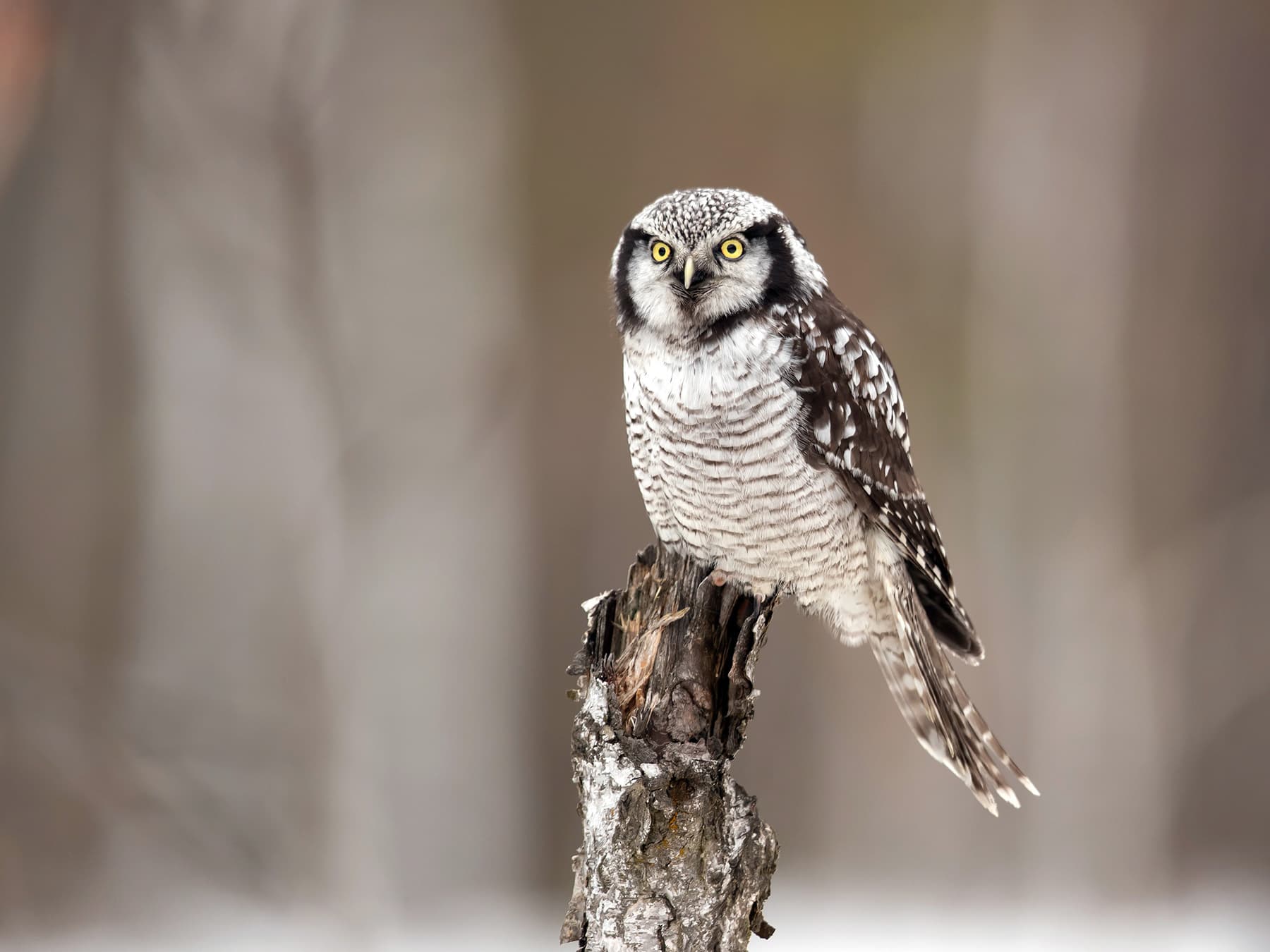 Northern Hawk Owl during the winter perched on a tree trunk
