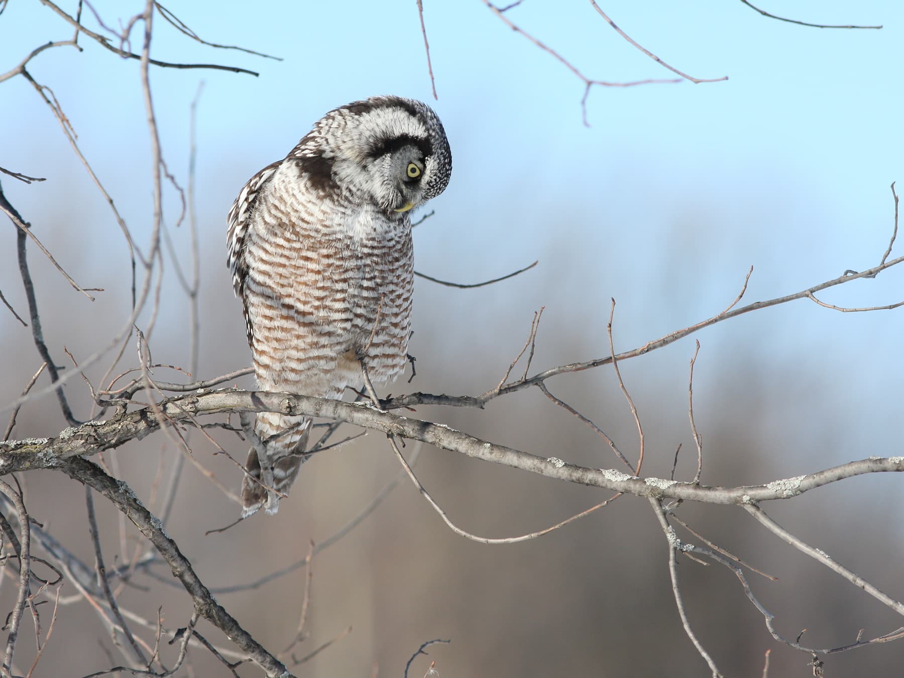 Northern Hawk Owl preening itself in woodland habitat
