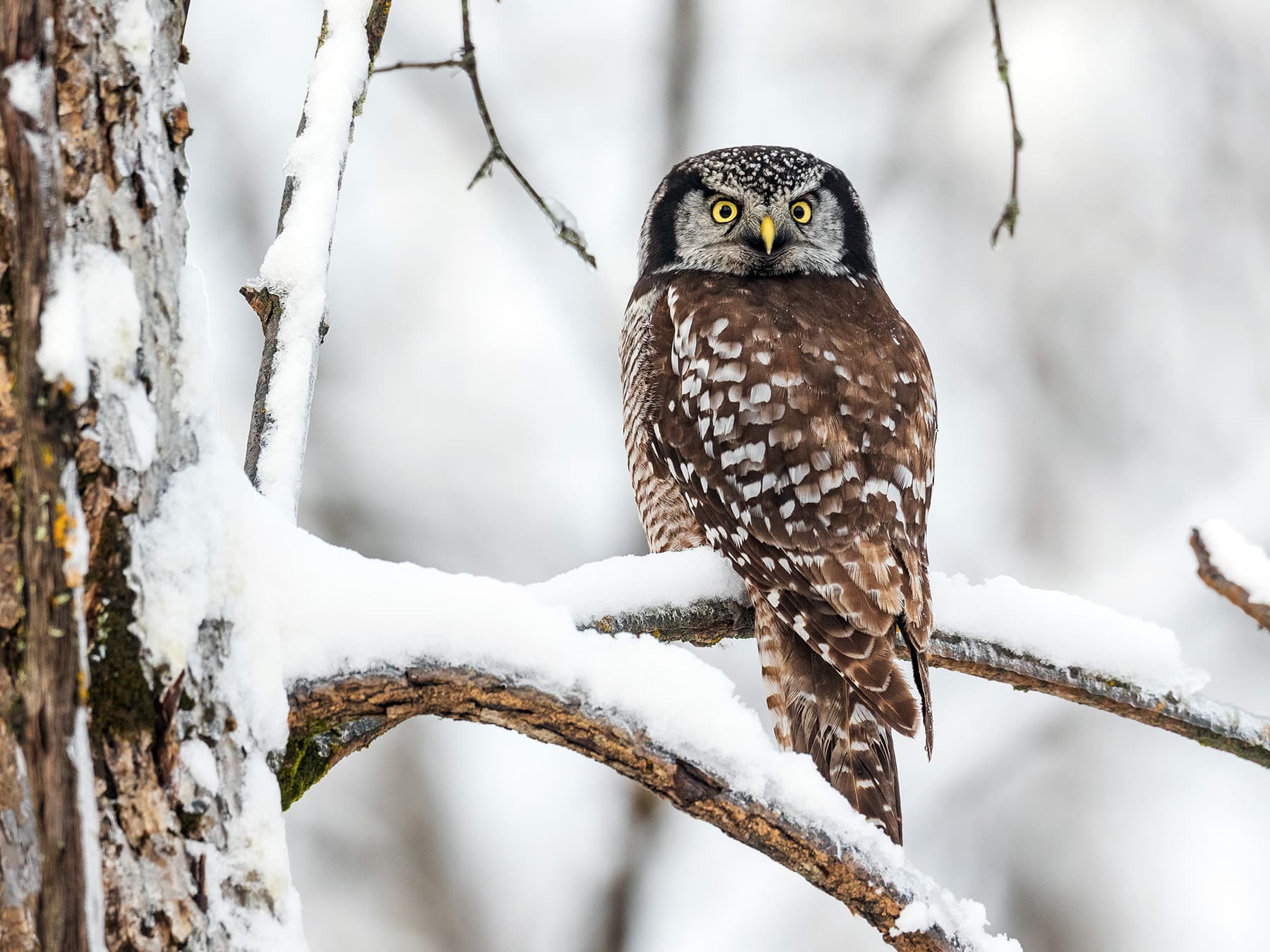Northern Hawk Owl perched on a snow-covered branch