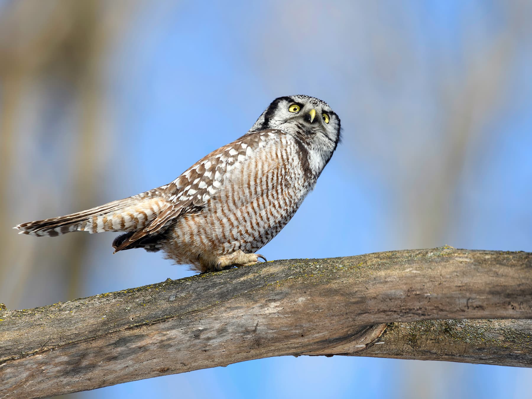 Northern Hawk Owl standing on a branch calling to its mate