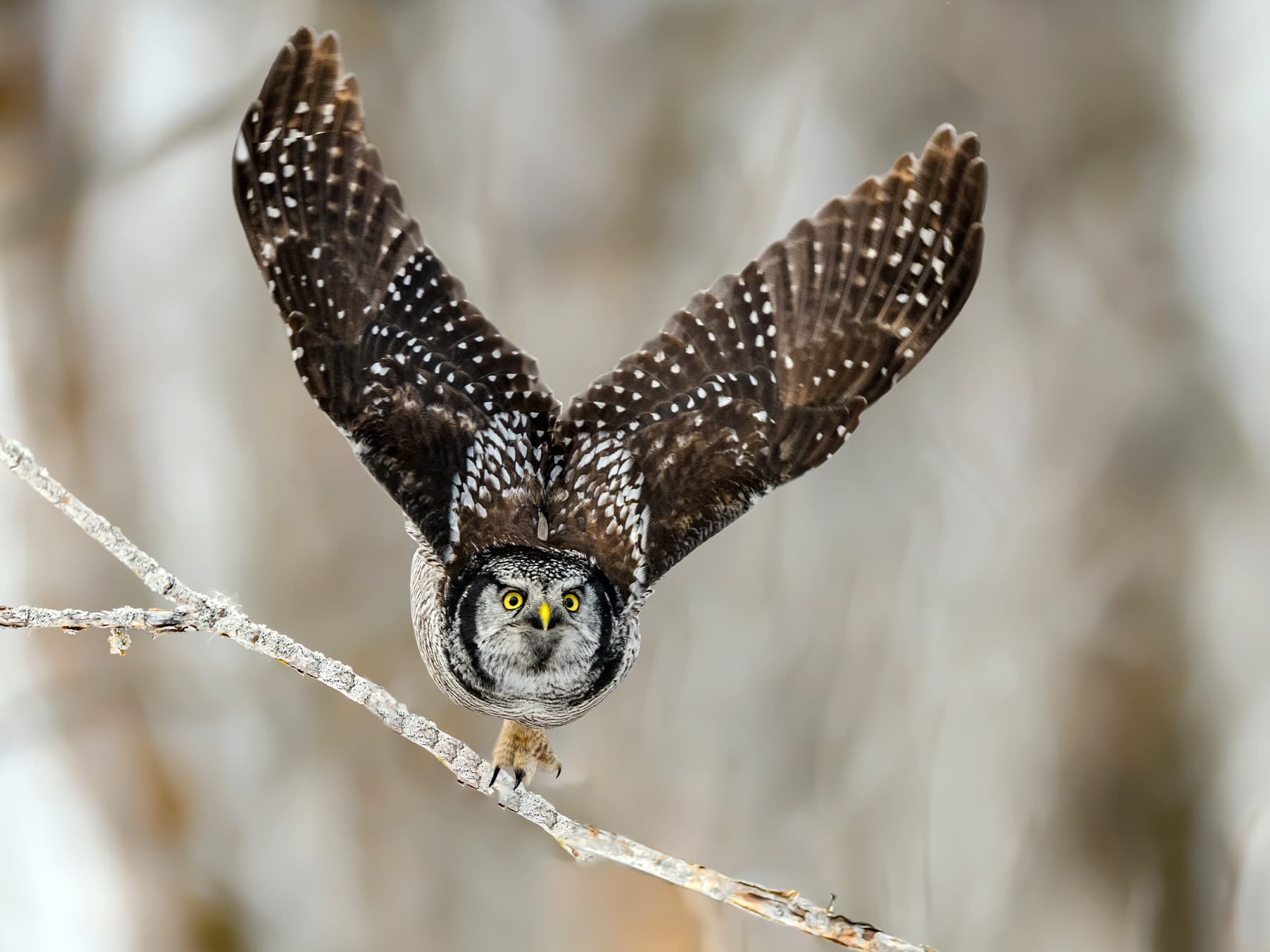 Northern Hawk Owl taking off from a branch