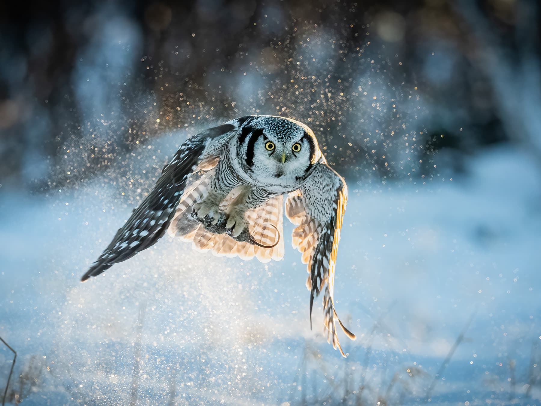 Northern Hawk Owl in-flight with caught prey in its talons