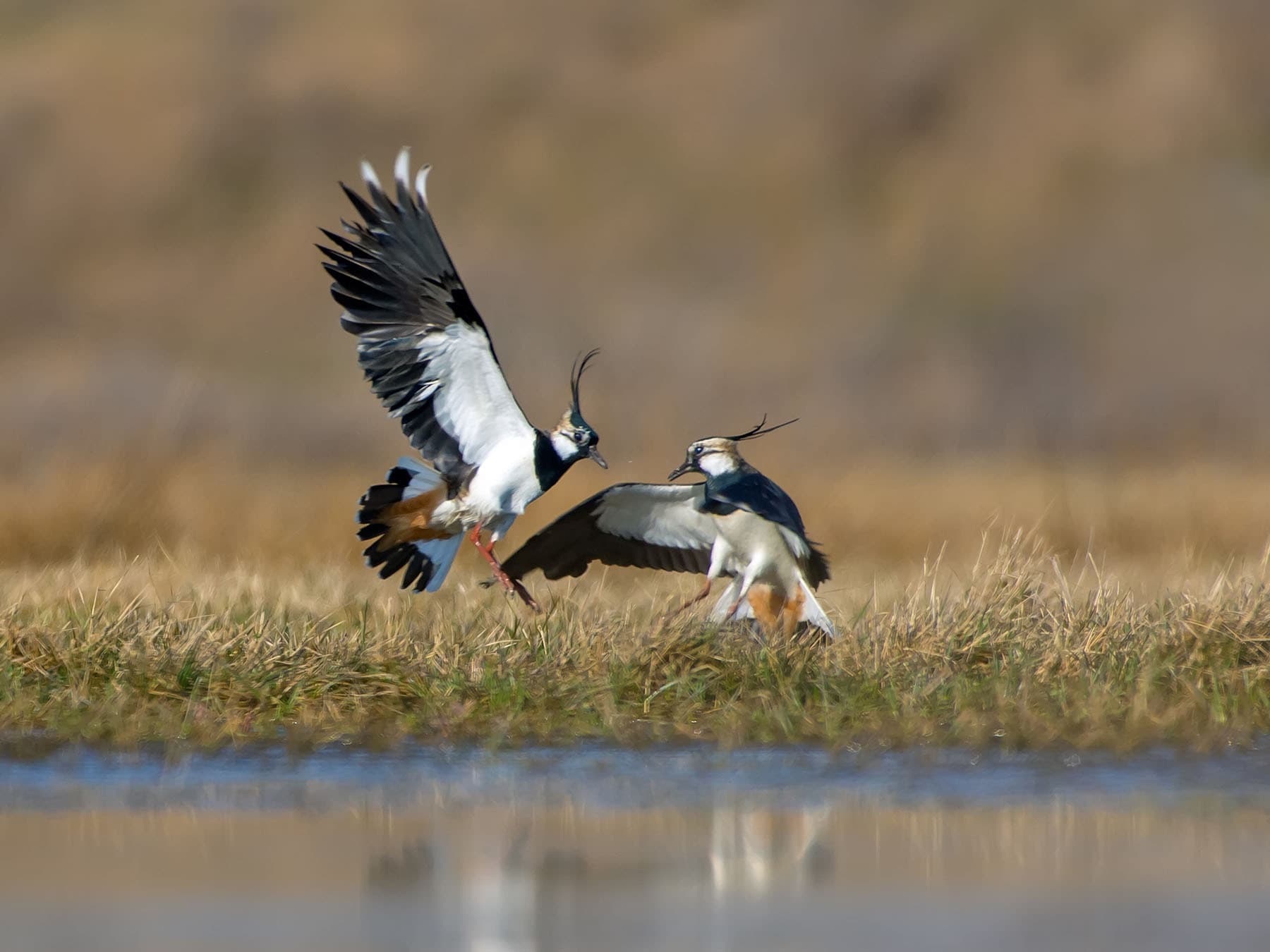 Two male Northern Lapwings fighting