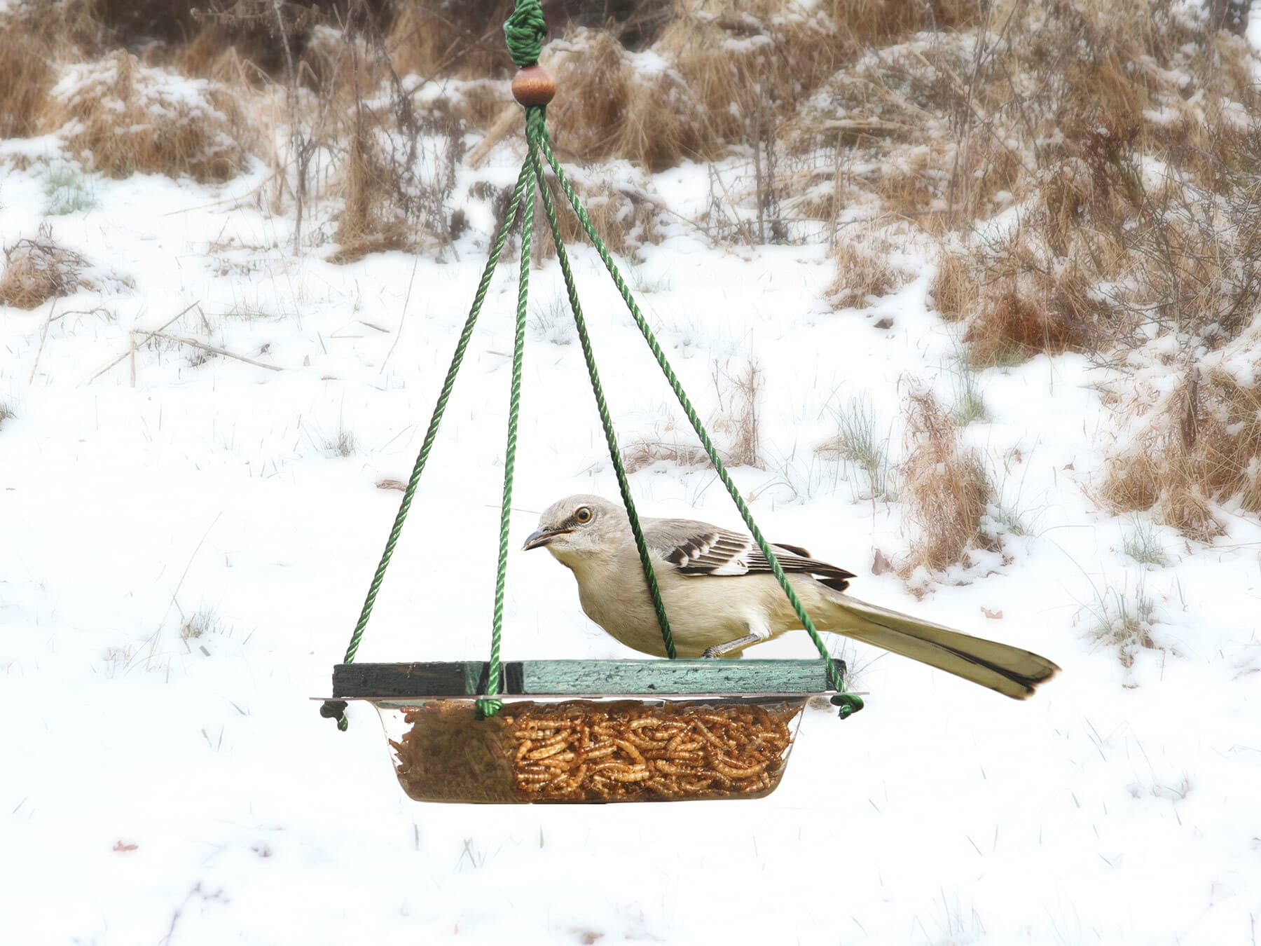 A Northern Mockingbird on a hanging tray of mealworms in the snow