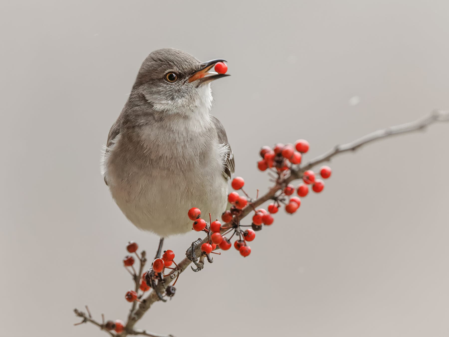 A Northern Mockingbird holding a red berry, beside a branch laden with them