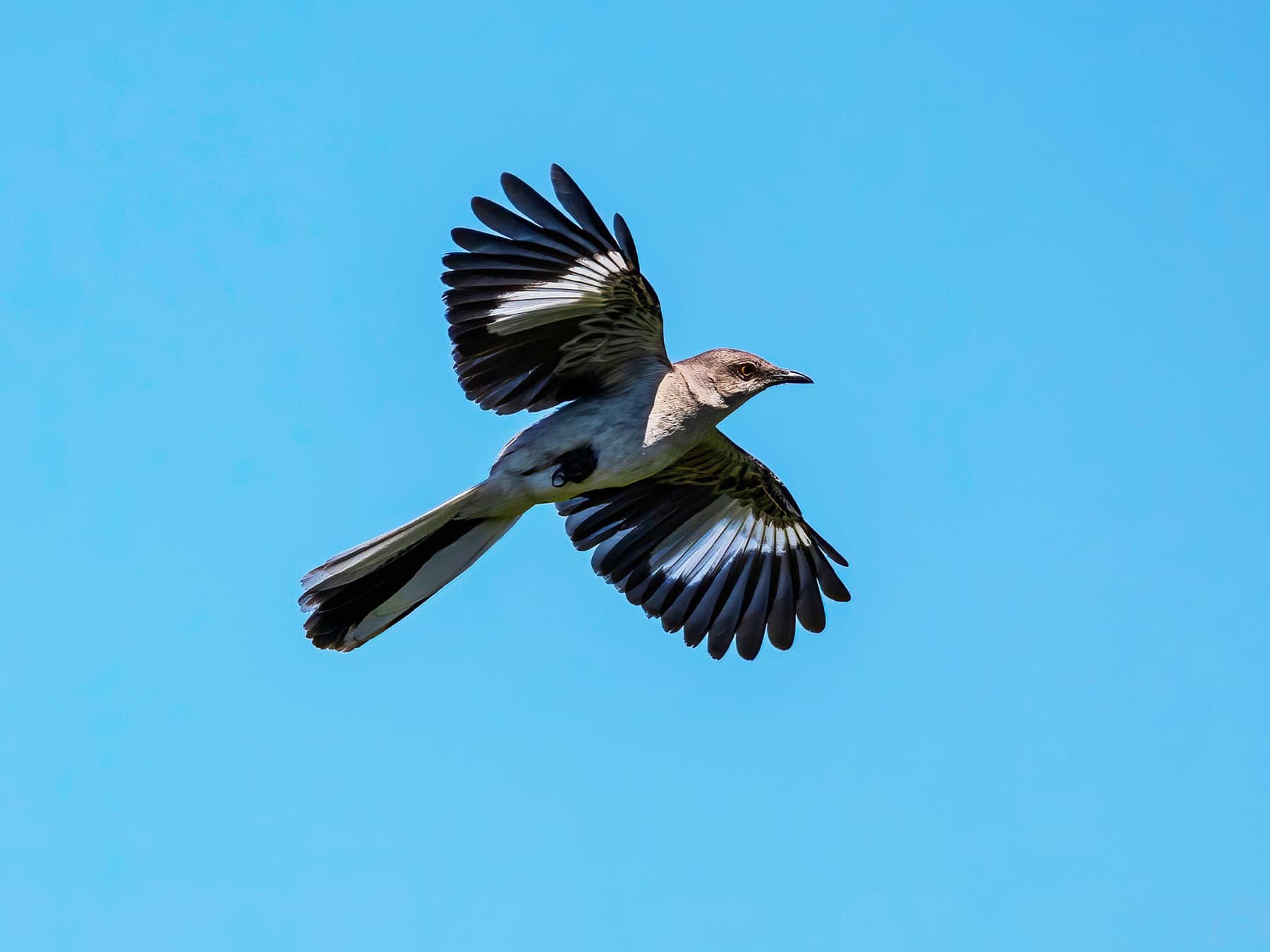 Northern Mockingbird in-flight
