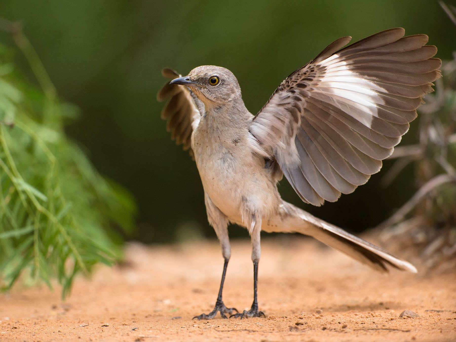 Northern Mockingbird in natural habitat