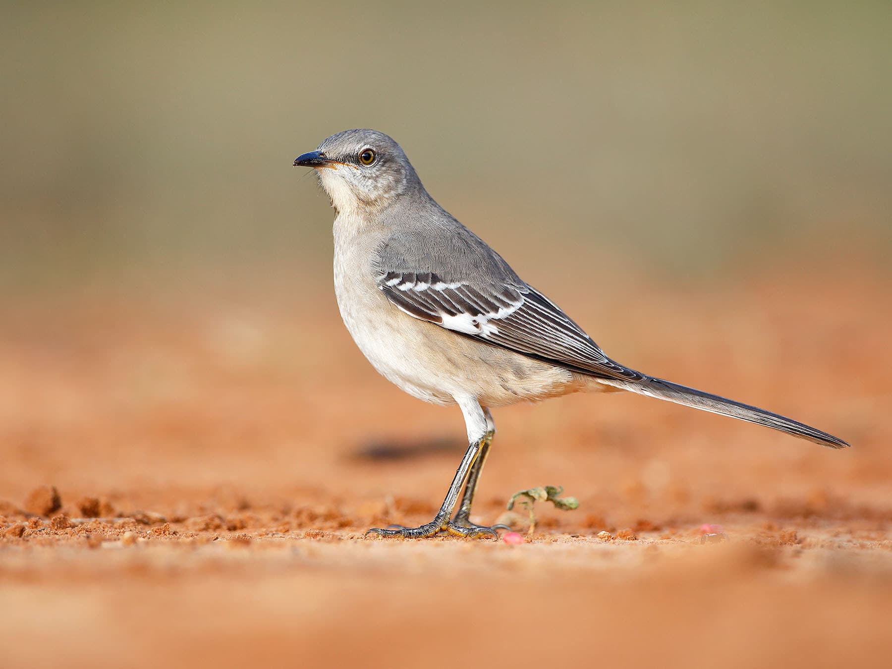 Northern Mockingbird foraging on the ground