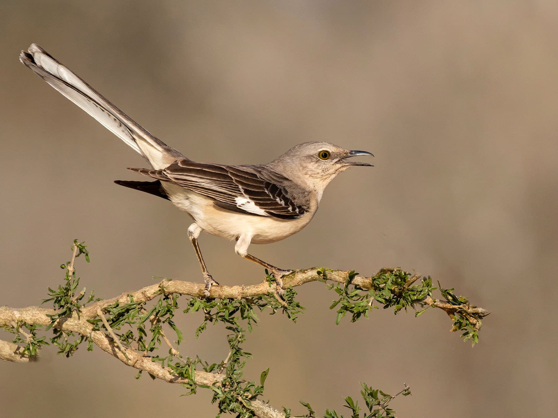 Northern Mockingbird in song