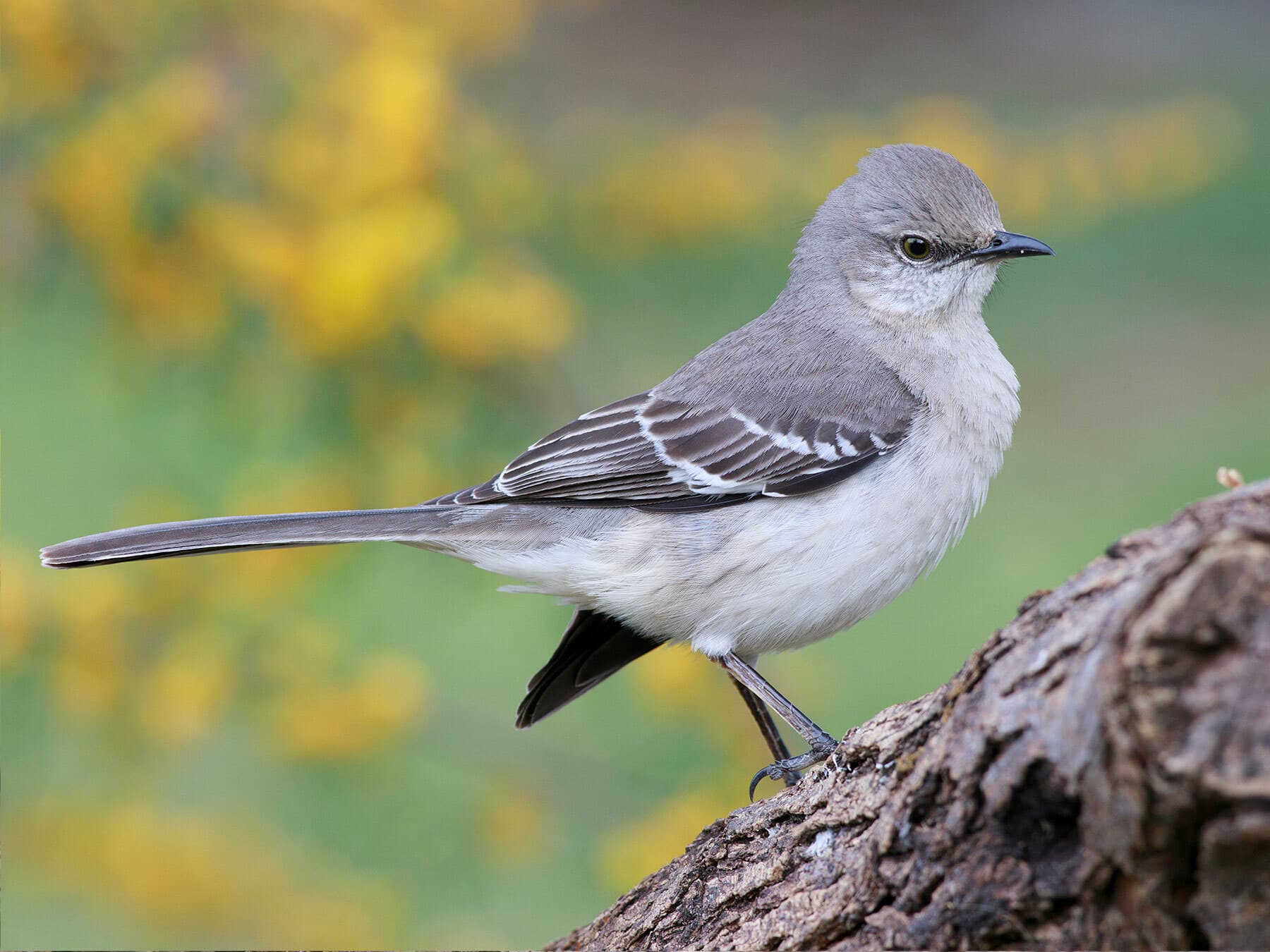 A Northern Mockingbird: gray above, pale below, with two white wing bars and a long dark tail