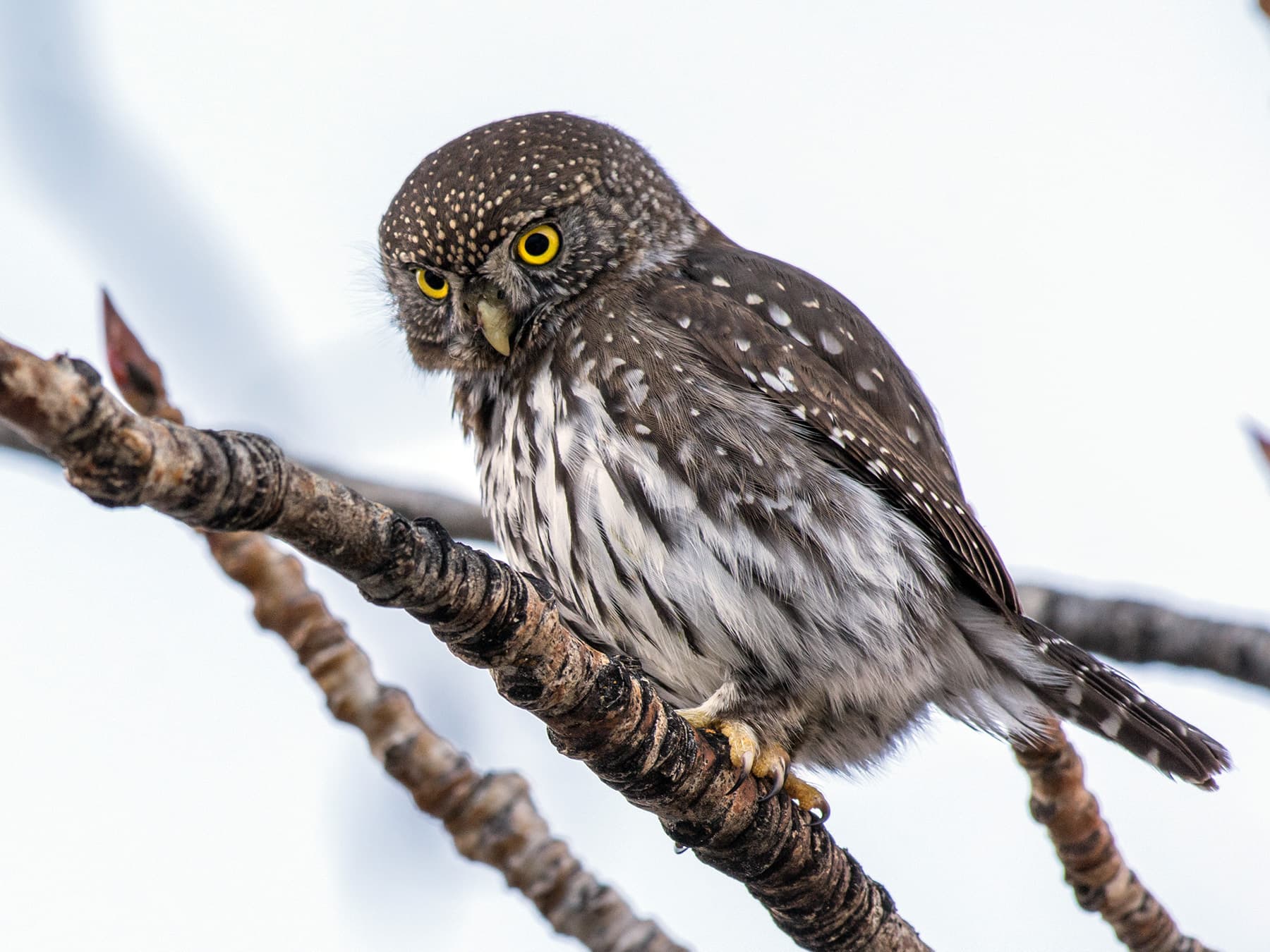 Northern Pygmy-Owl