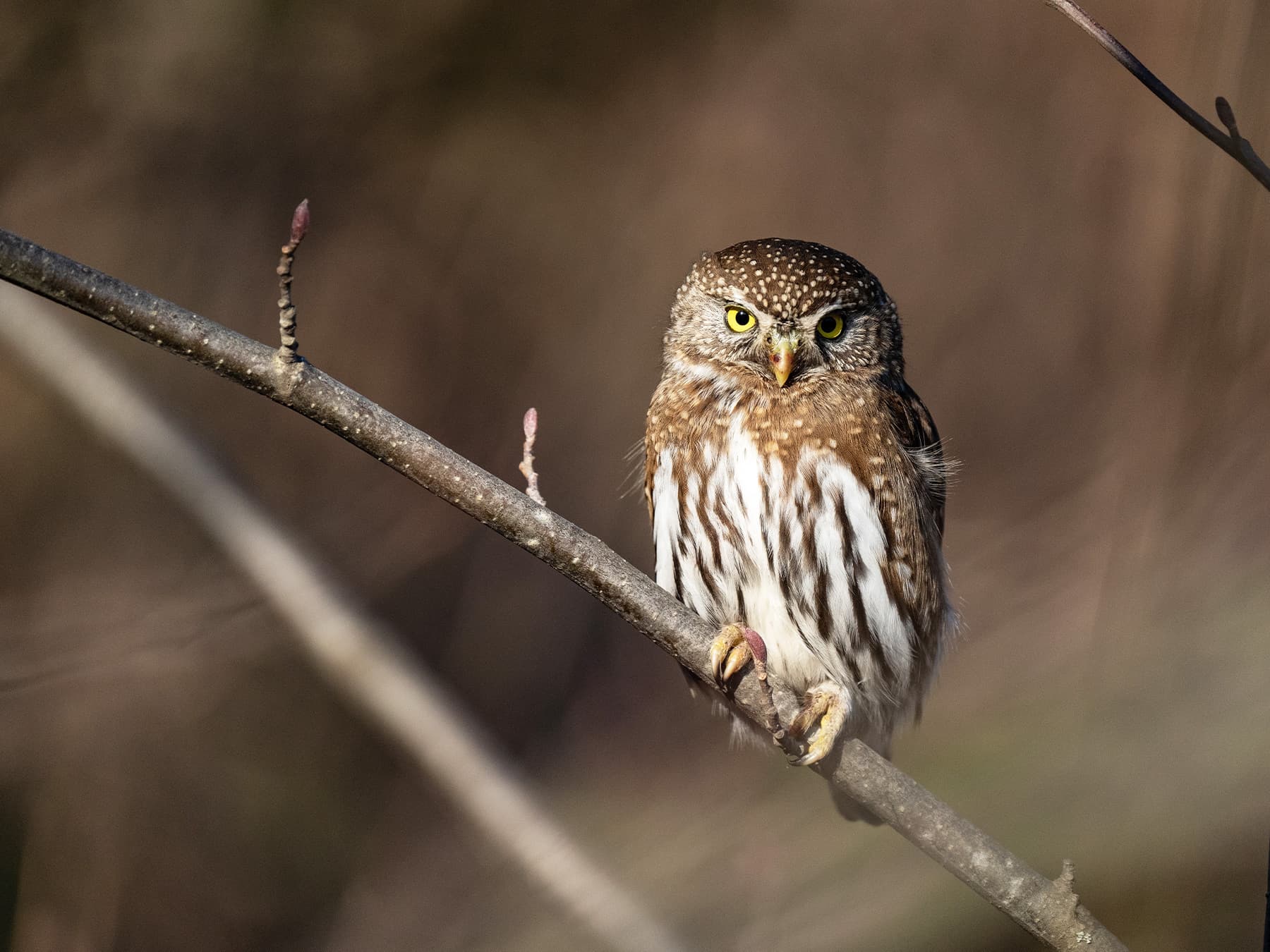 Northern Pygmy-Owl perched in a tree