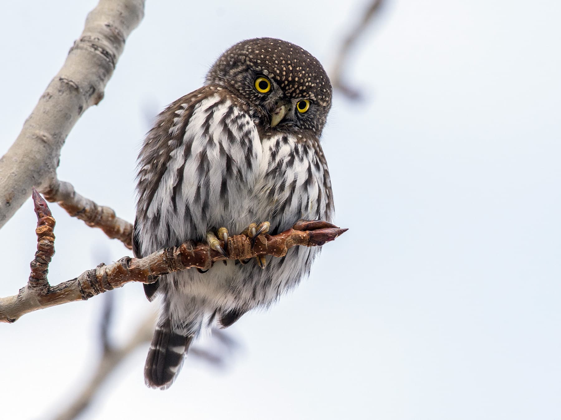 Northern Pygmy-Owl looking for prey