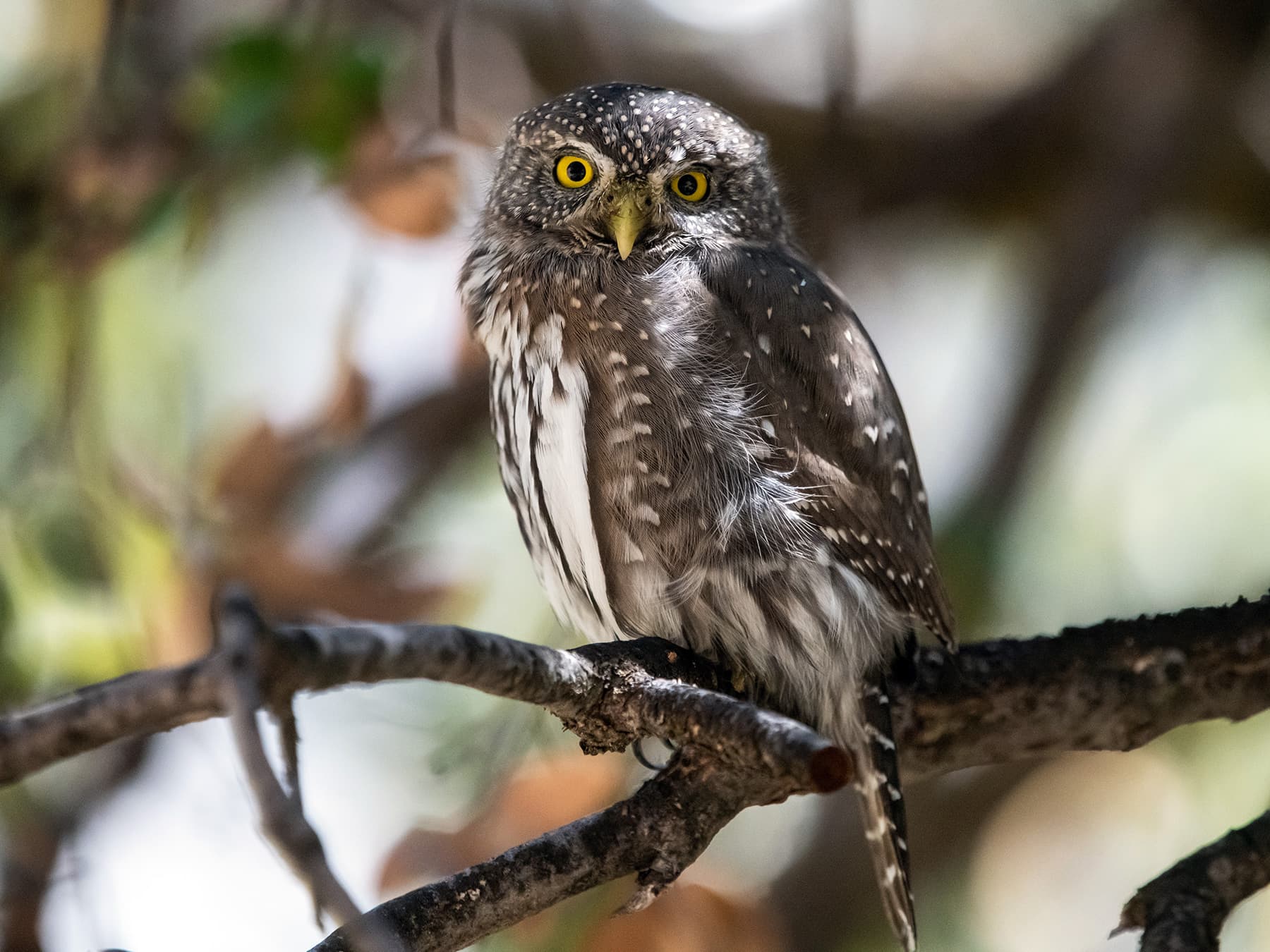 Northern Pygmy-Owl perched in the trees