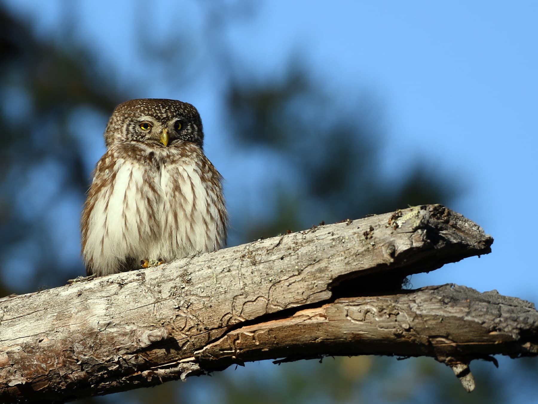 Northern Pygmy-Owl resting on a broken branch