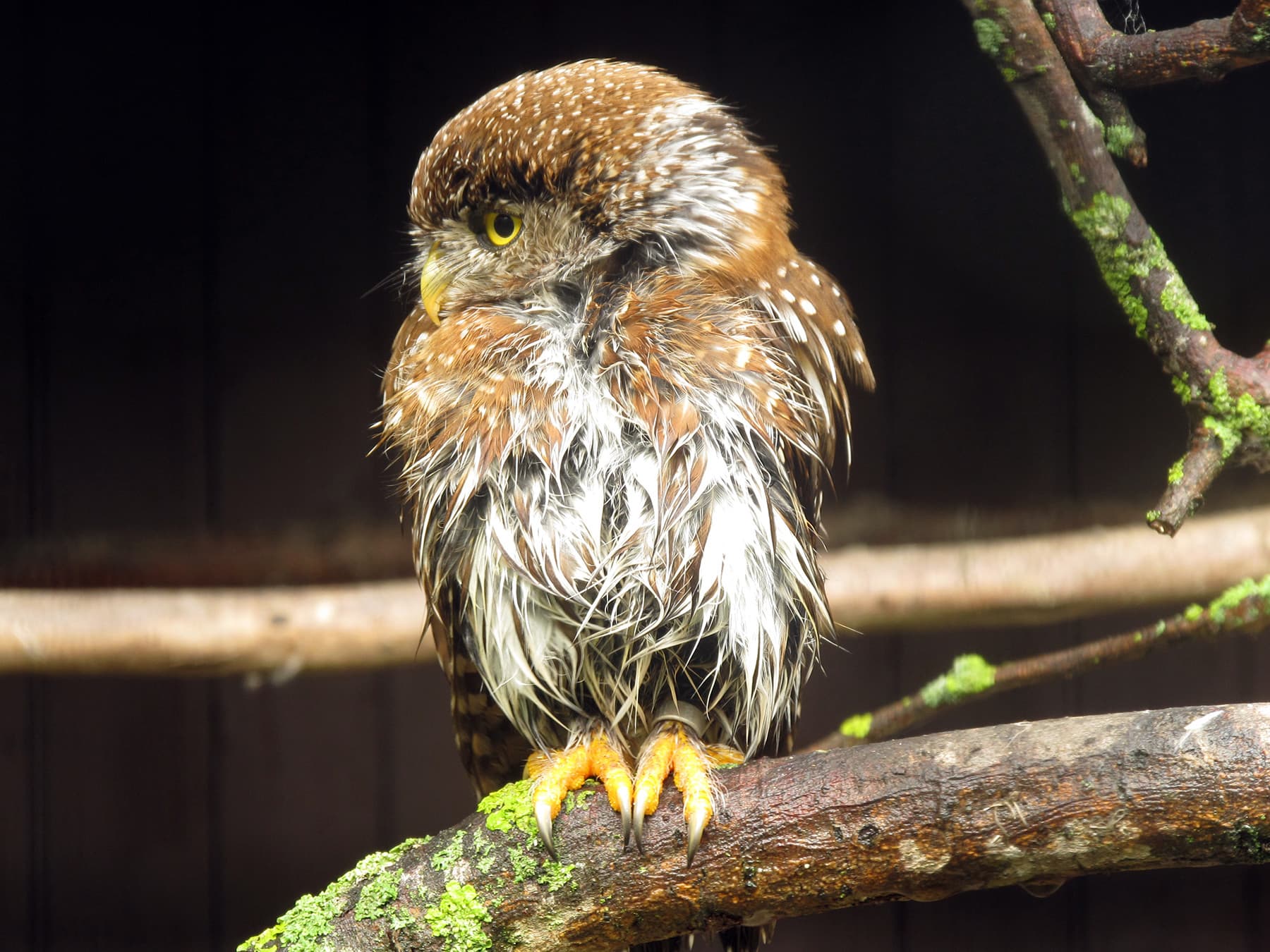 Northern Pygmy-Owl sitting on a branch in wet woodland