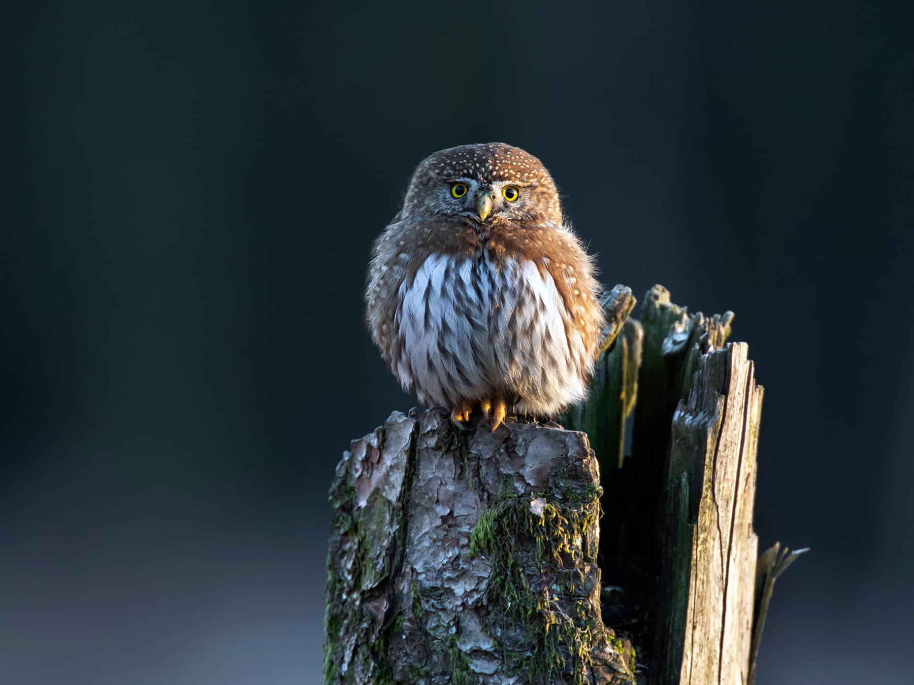 Northern Pygmy-Owl perched on top of a decaying tree stump