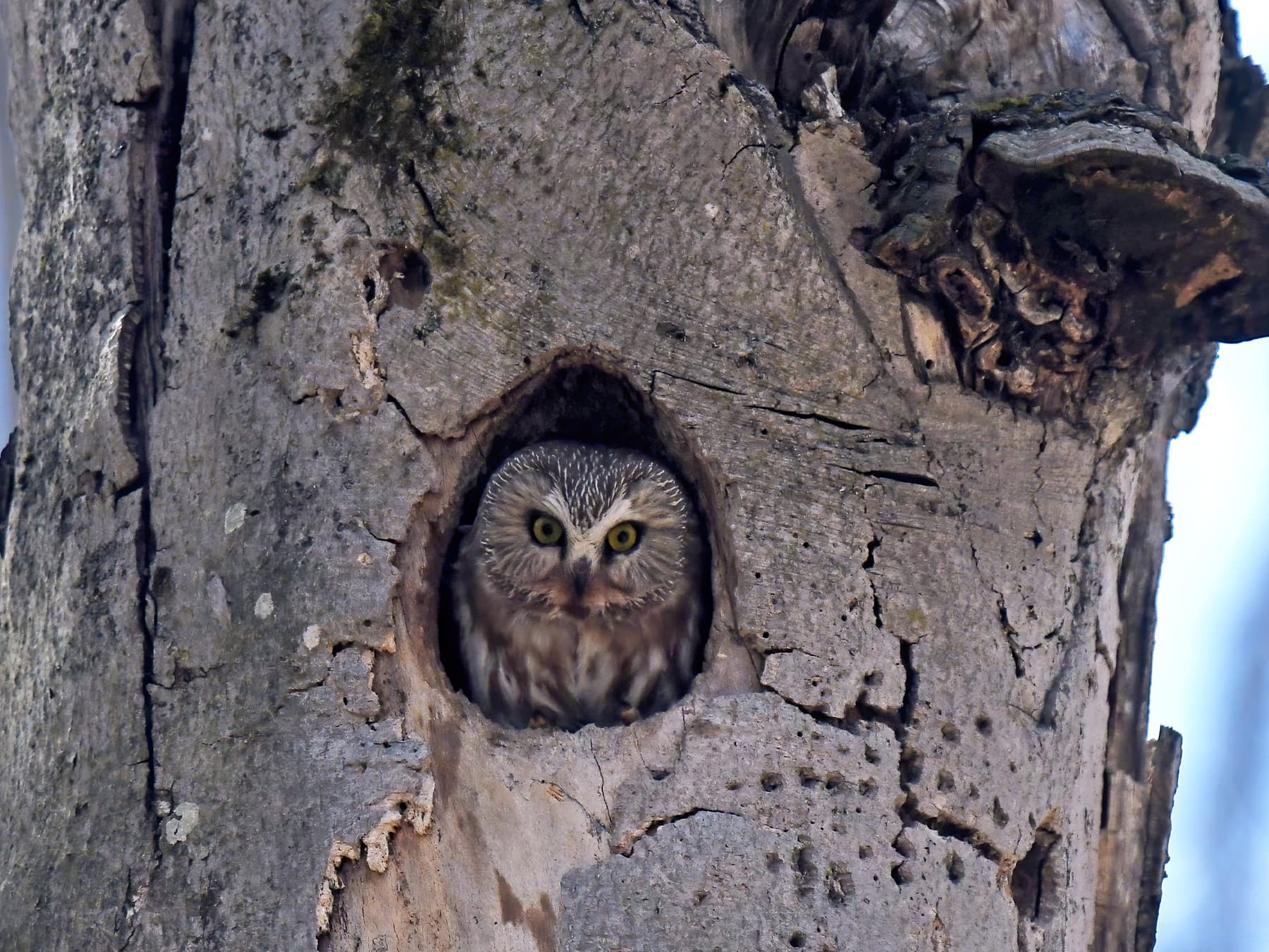Northern Saw-whet Owl at nest cavity