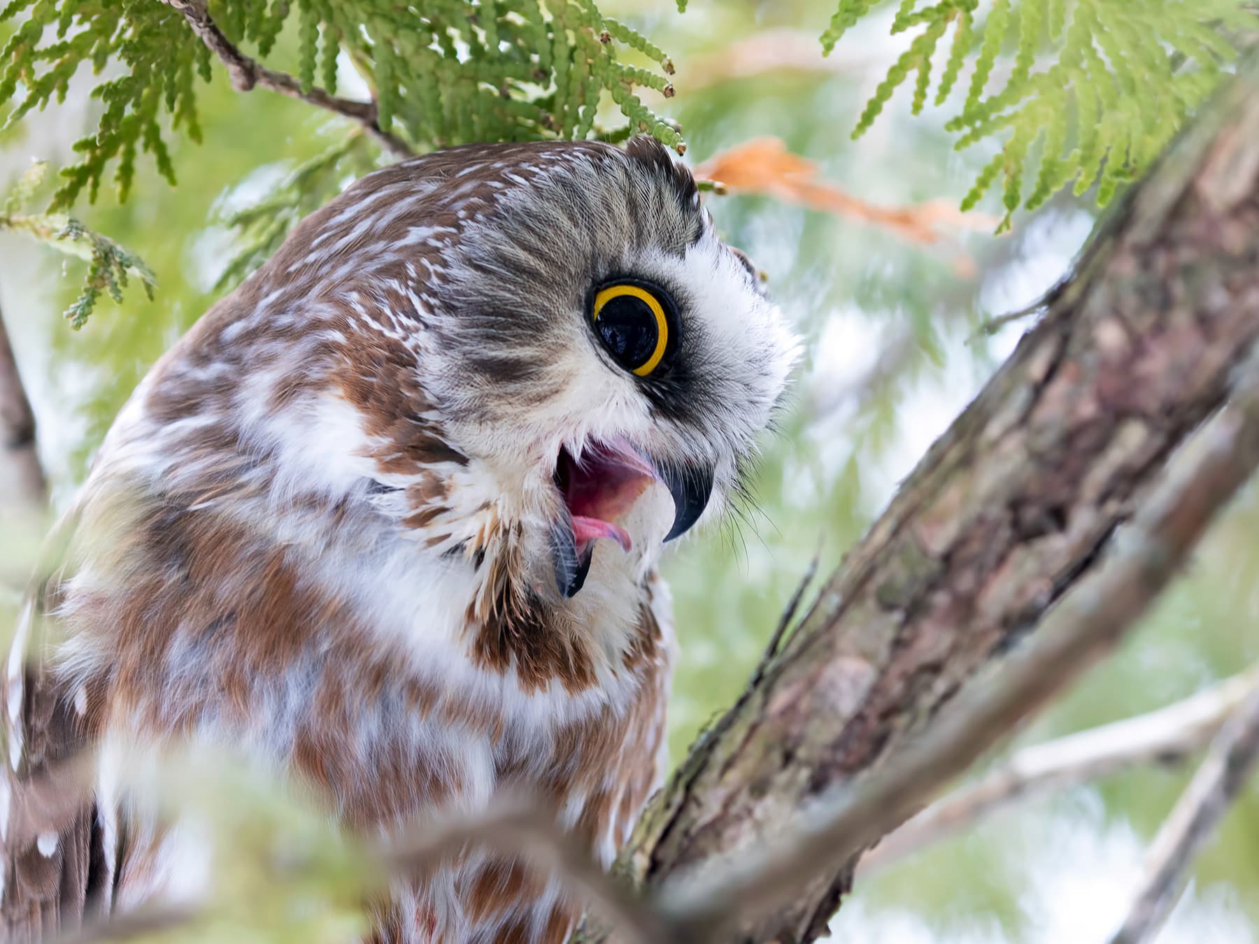 Northern Saw-whet Owl sounding out an alarm call