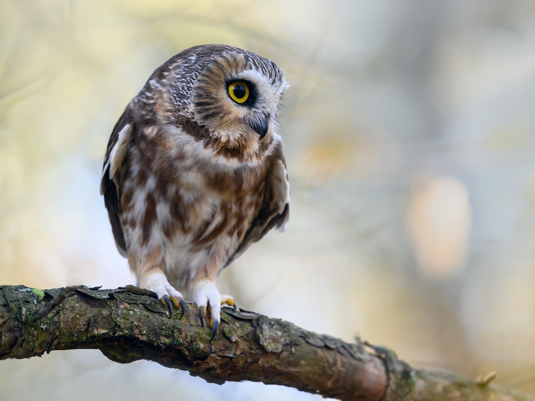 Northern Saw-whet Owl in forest habitat