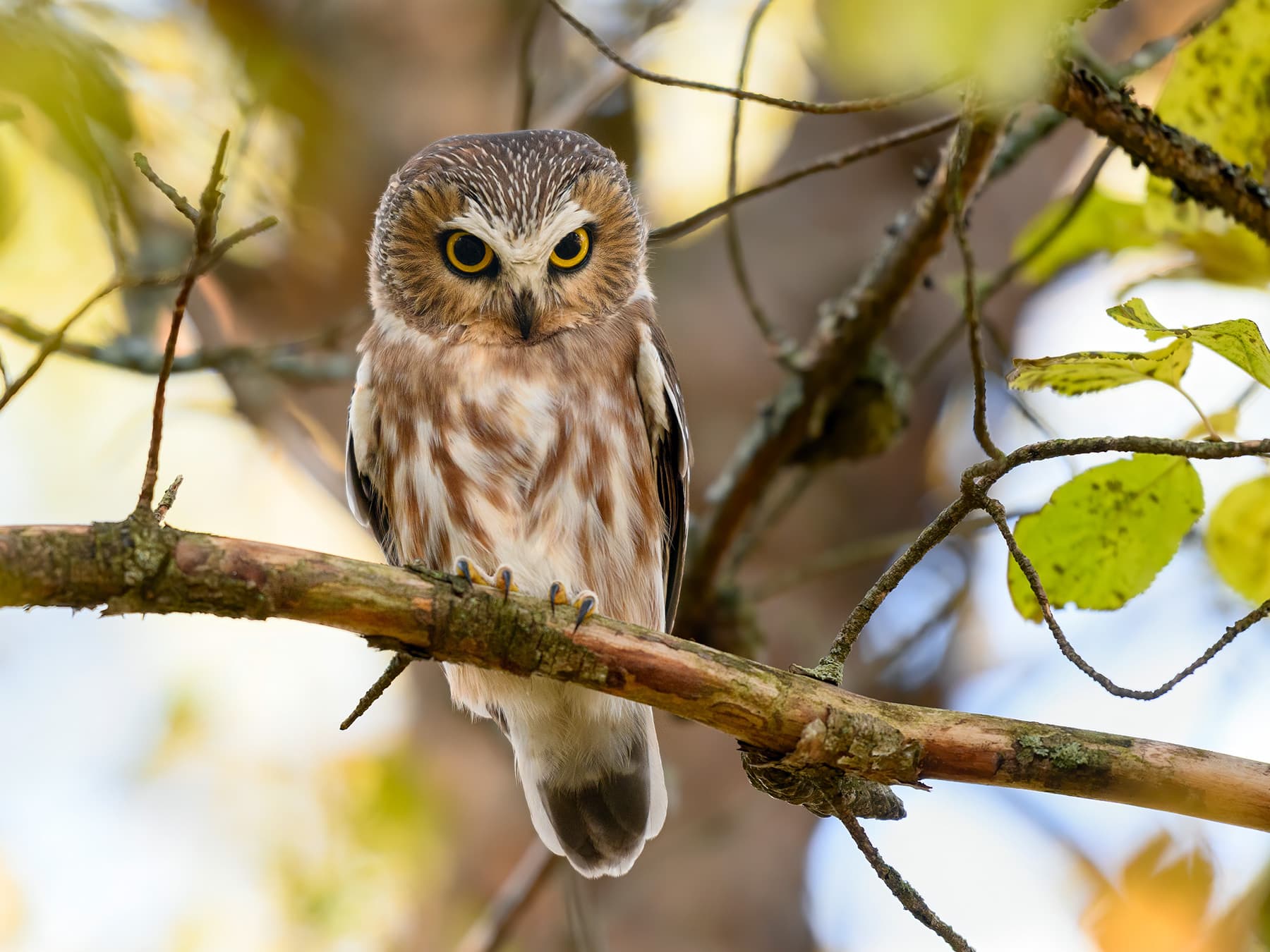Northern Saw-whet Owl perching on a branch during the fall