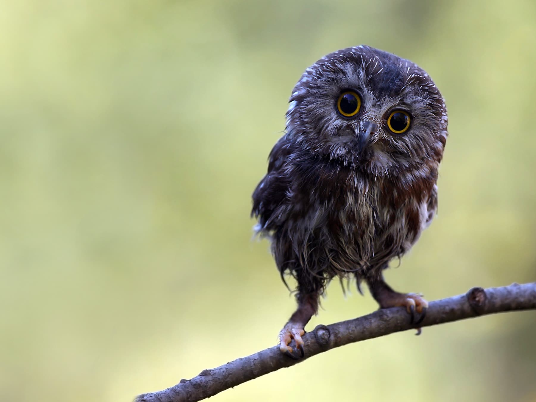 Northern Saw-whet Owl perched on a branch