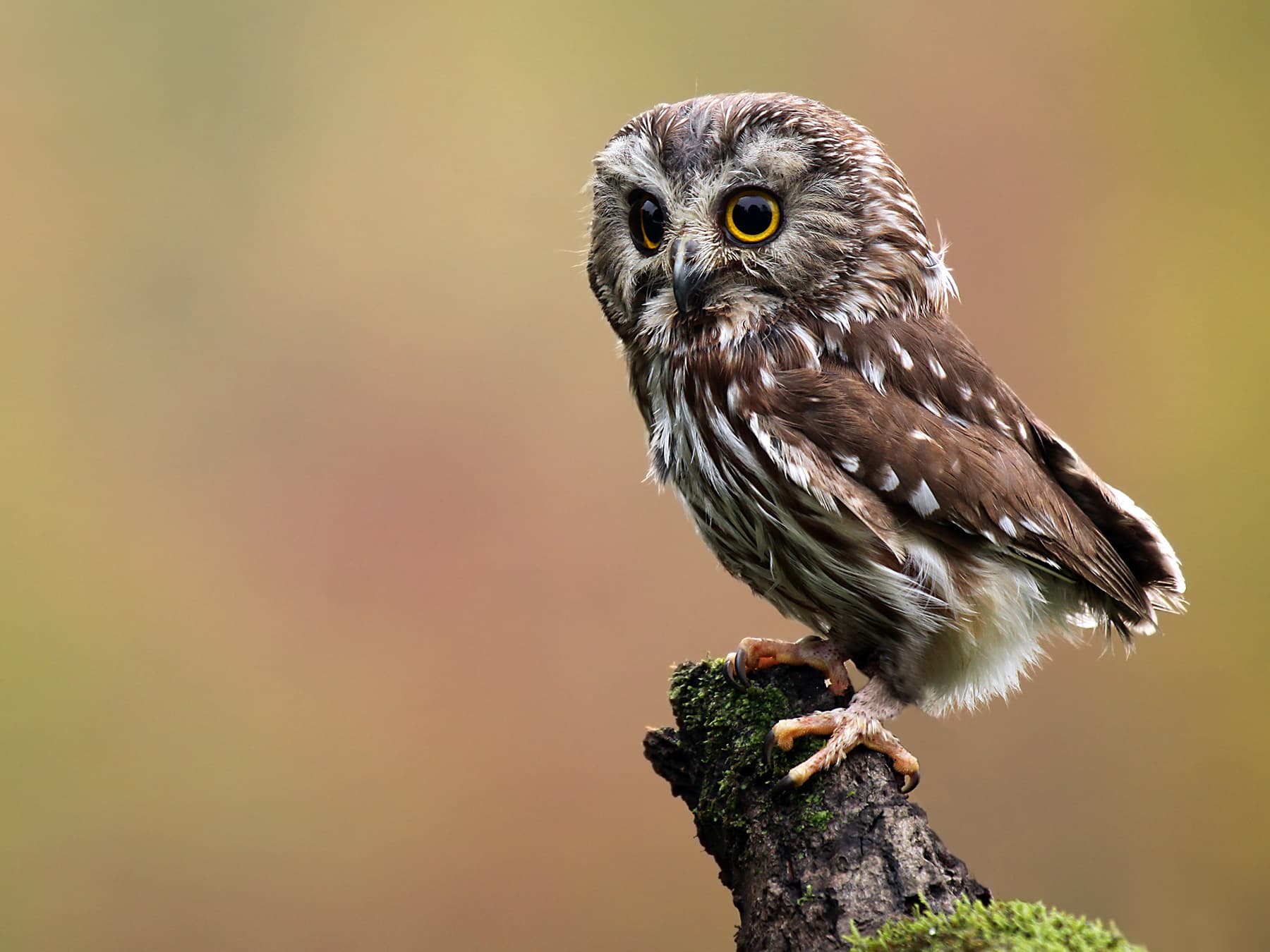 Northern Saw-whet Owl perching on a broken branch