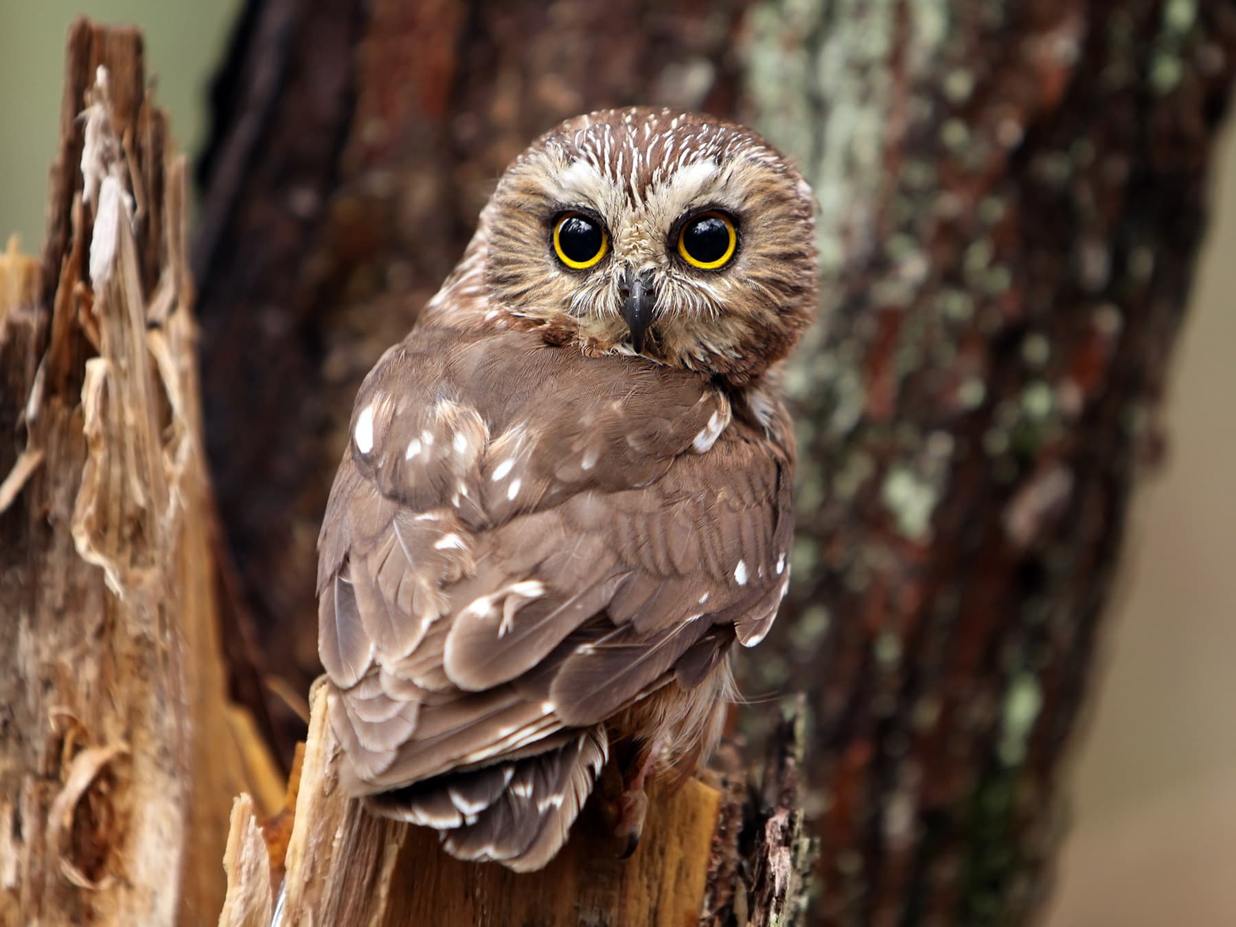 Northern Saw-whet Owl perching on a tree stump