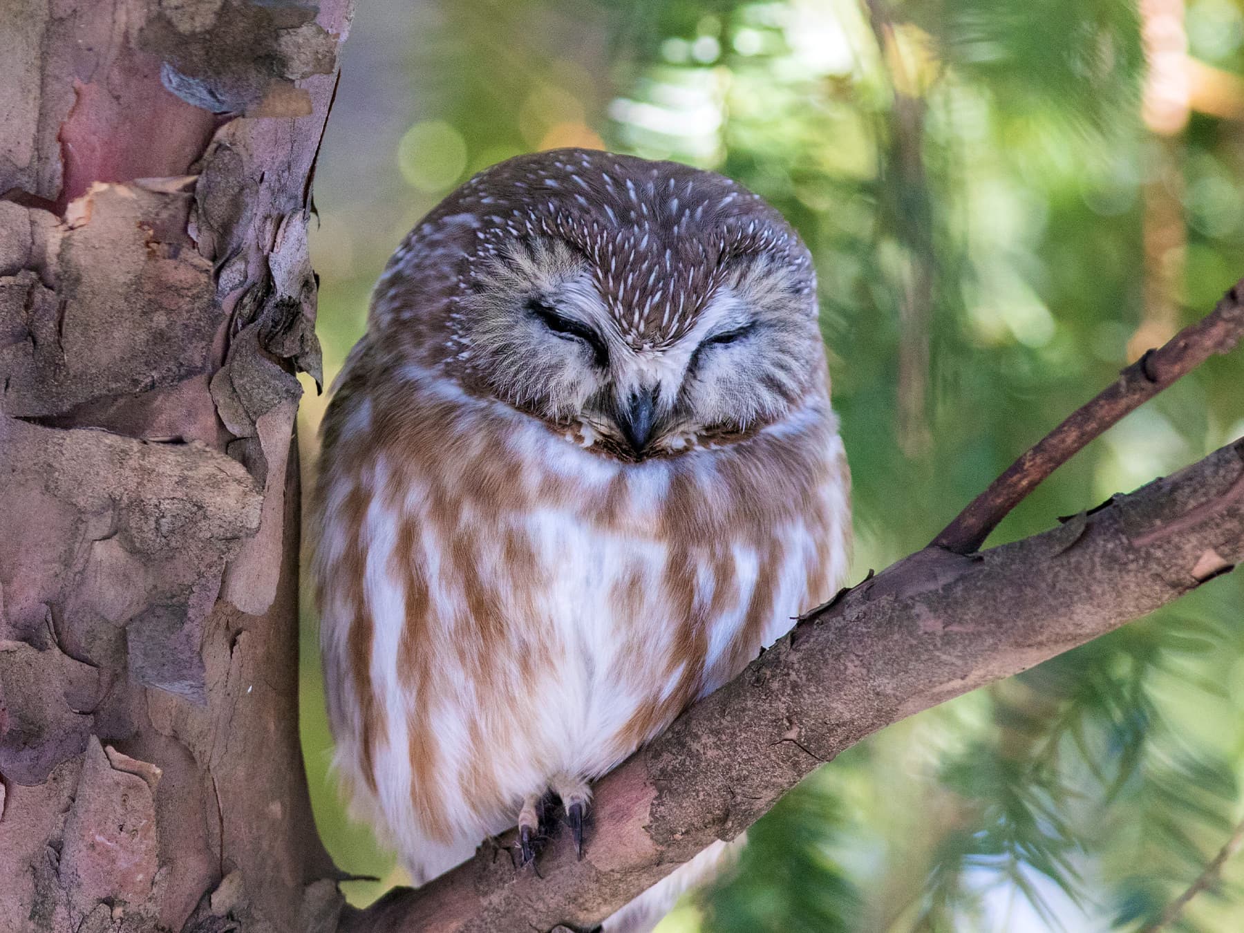 Northern Saw-whet Owl roosting on a branch in a tall tree