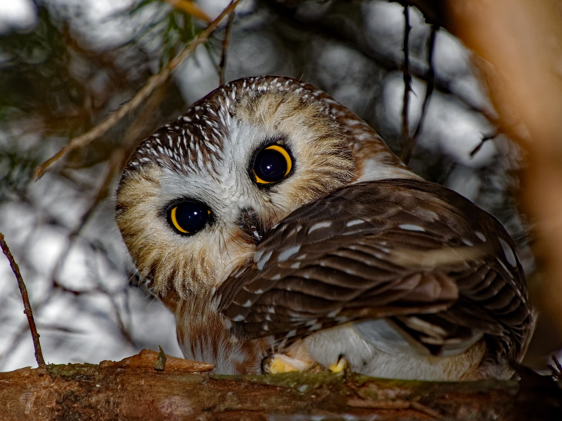 Northern Saw-whet Owl sitting in an evergreen tree