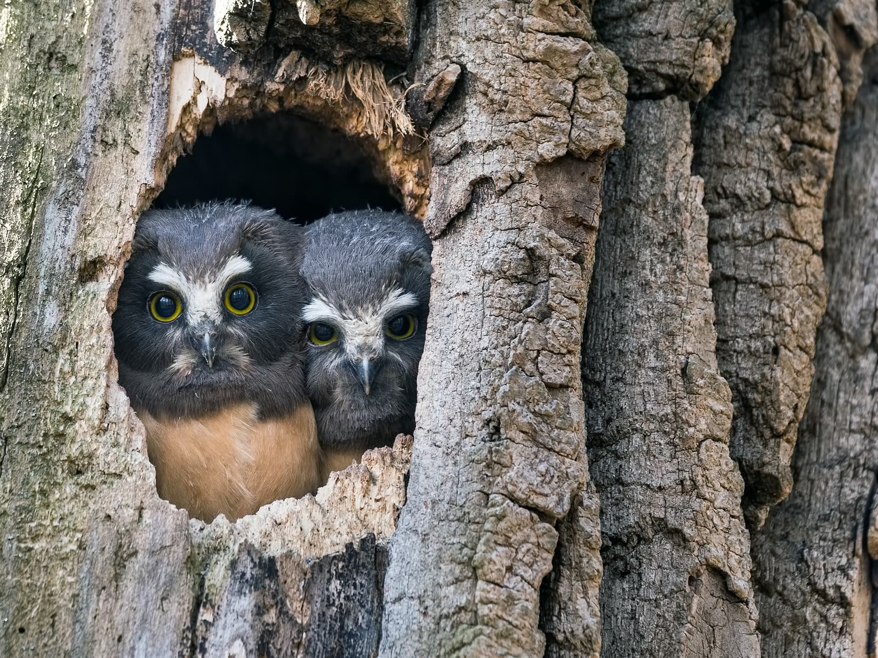 Northern Saw-whet Owlets waiting for food at the nest hole