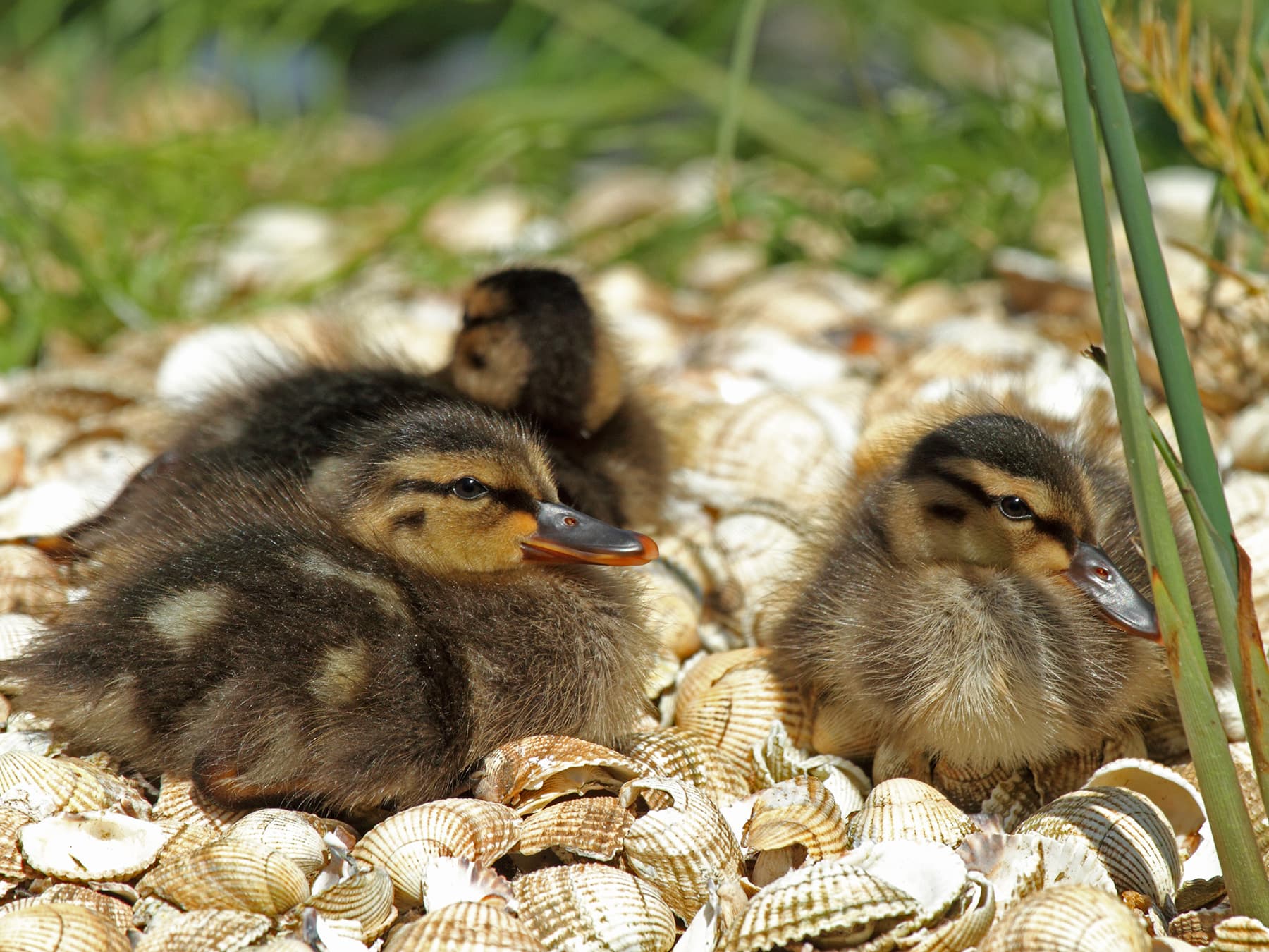 Northern Shoveler ducklings