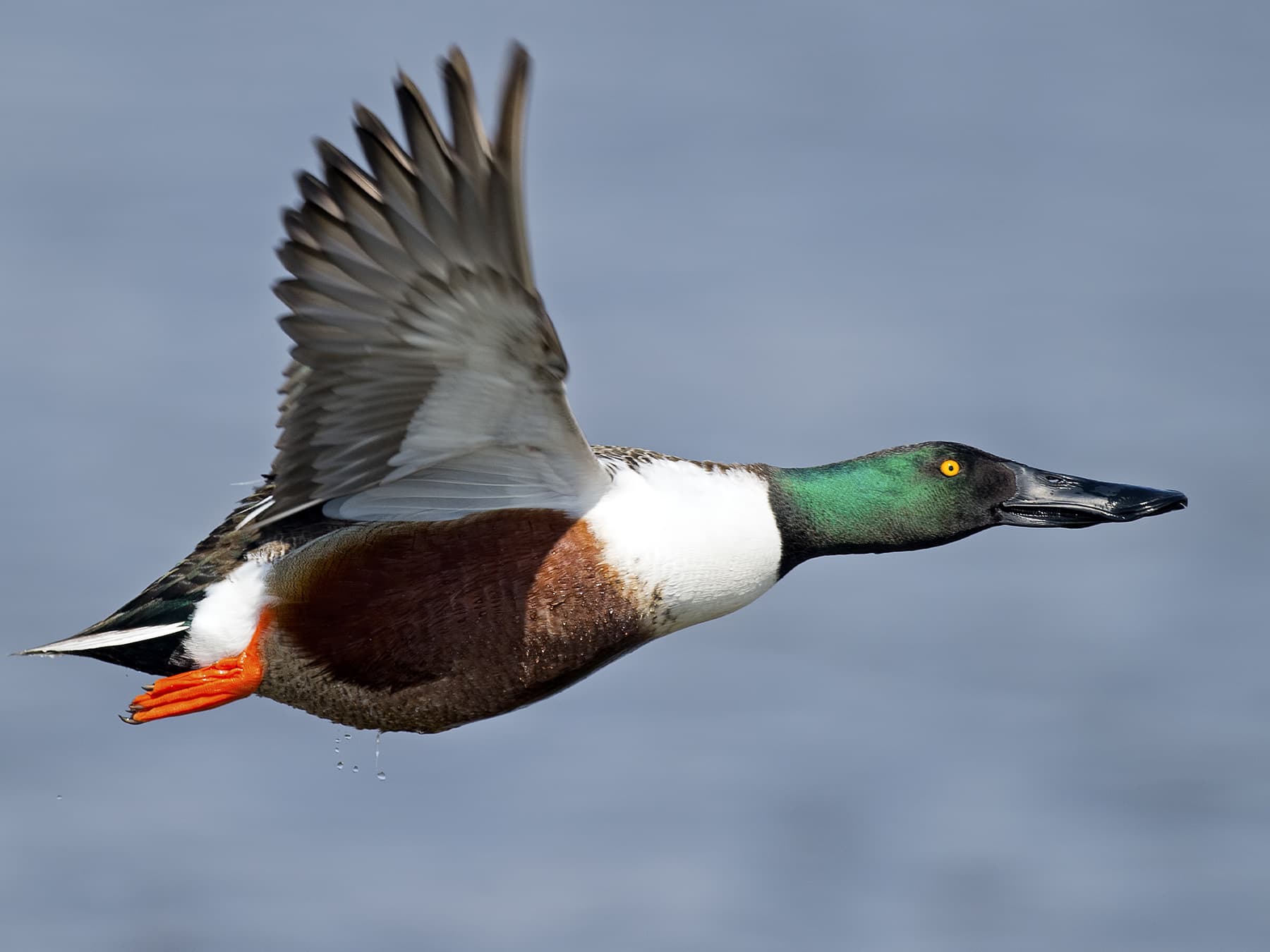 Northern Shoveler in-flight