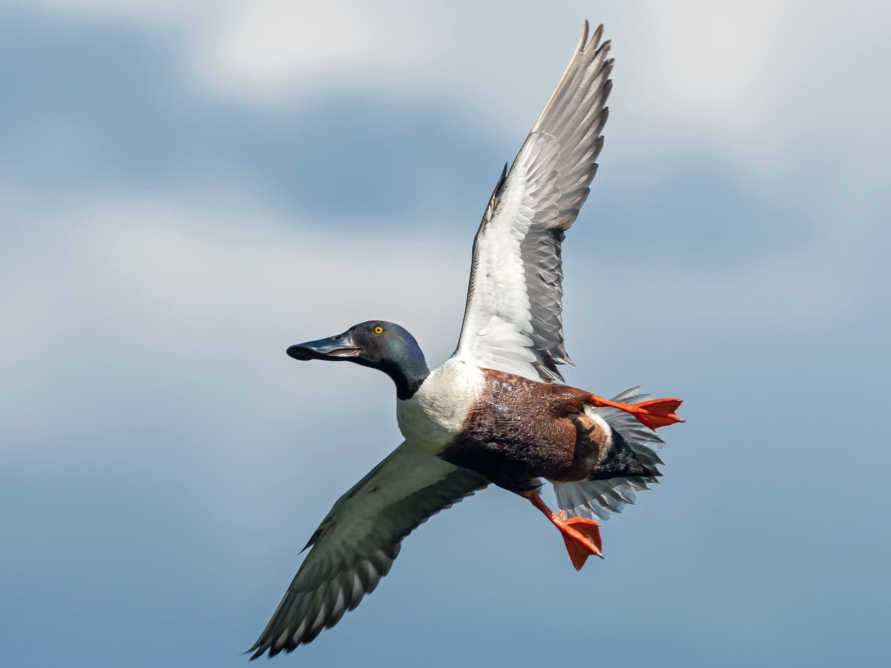 Northern Shoveler in-flight