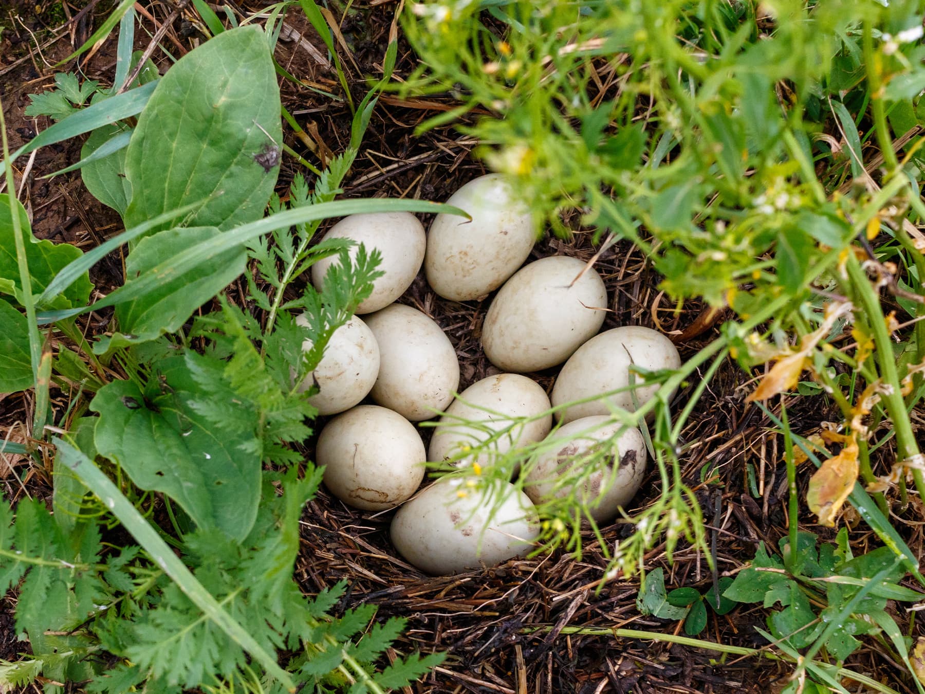 Nest of a Northern Shoveler with ten eggs