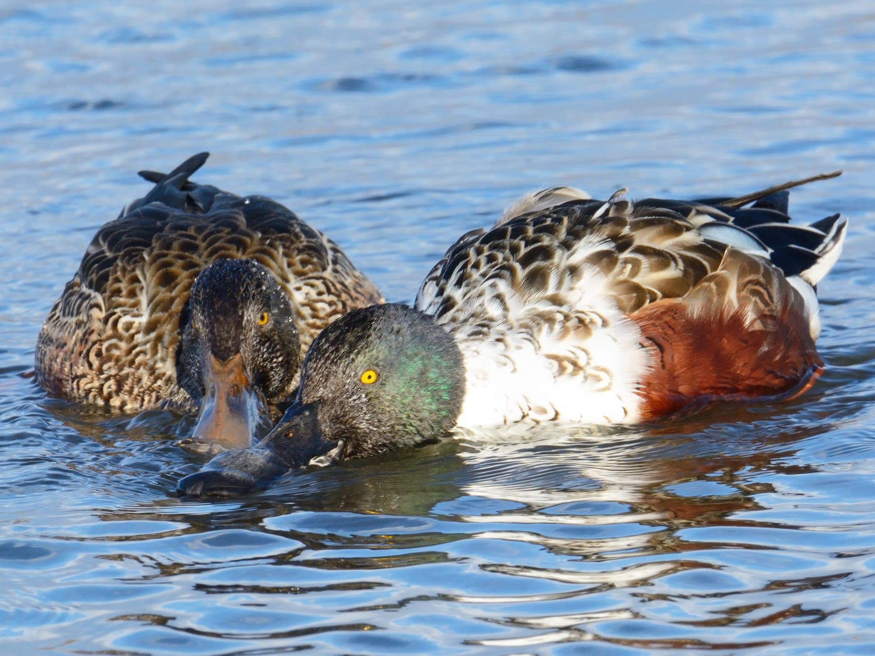 Northern Shoveler Female (left) and Male (right) feeding side-by-side on the lake