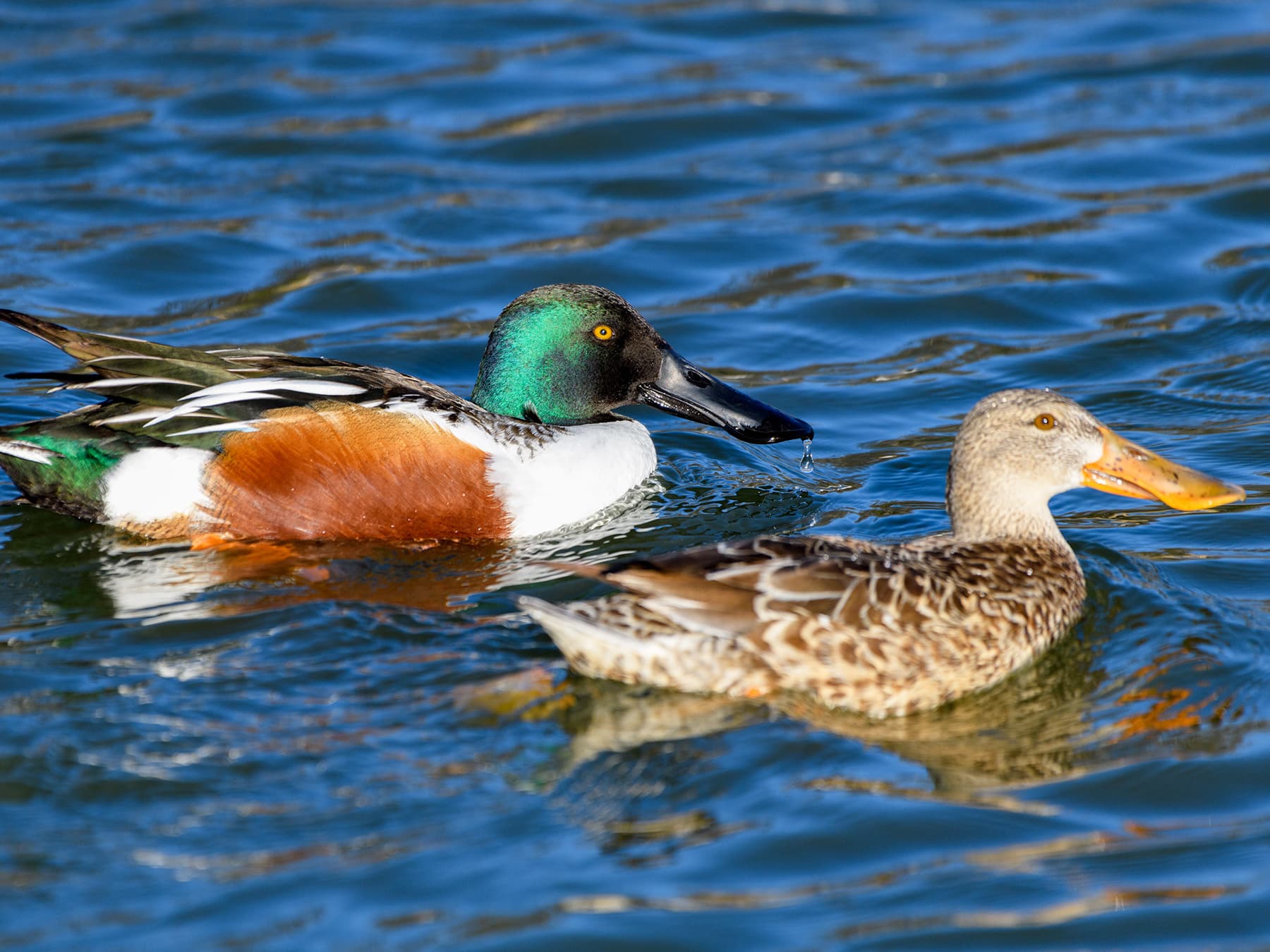 Pair of Northern Shovelers swimming on the river